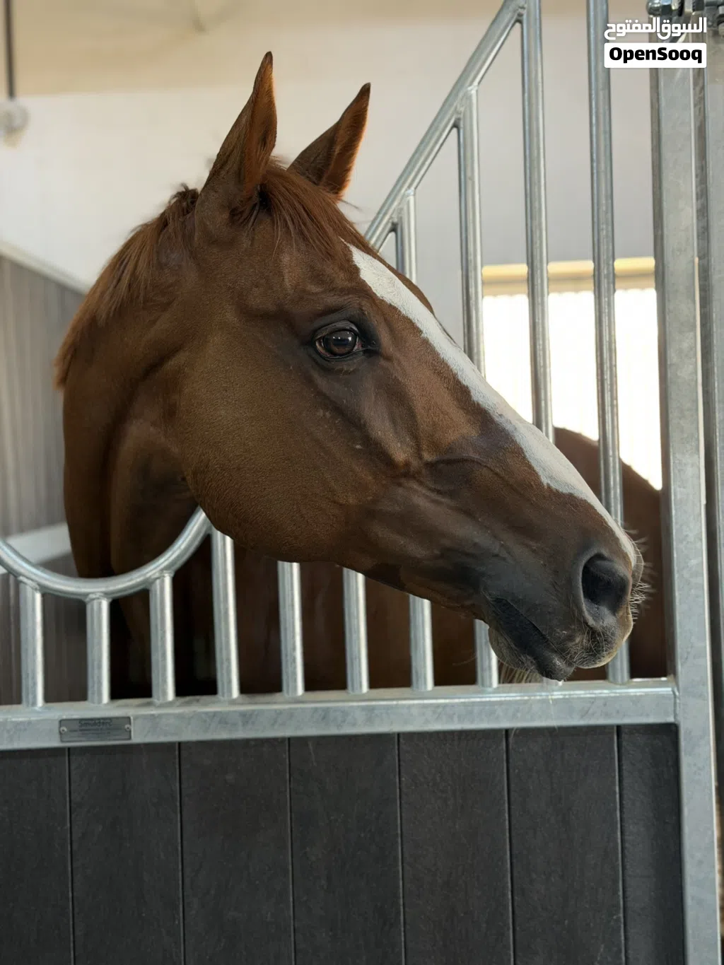 Horse for sale