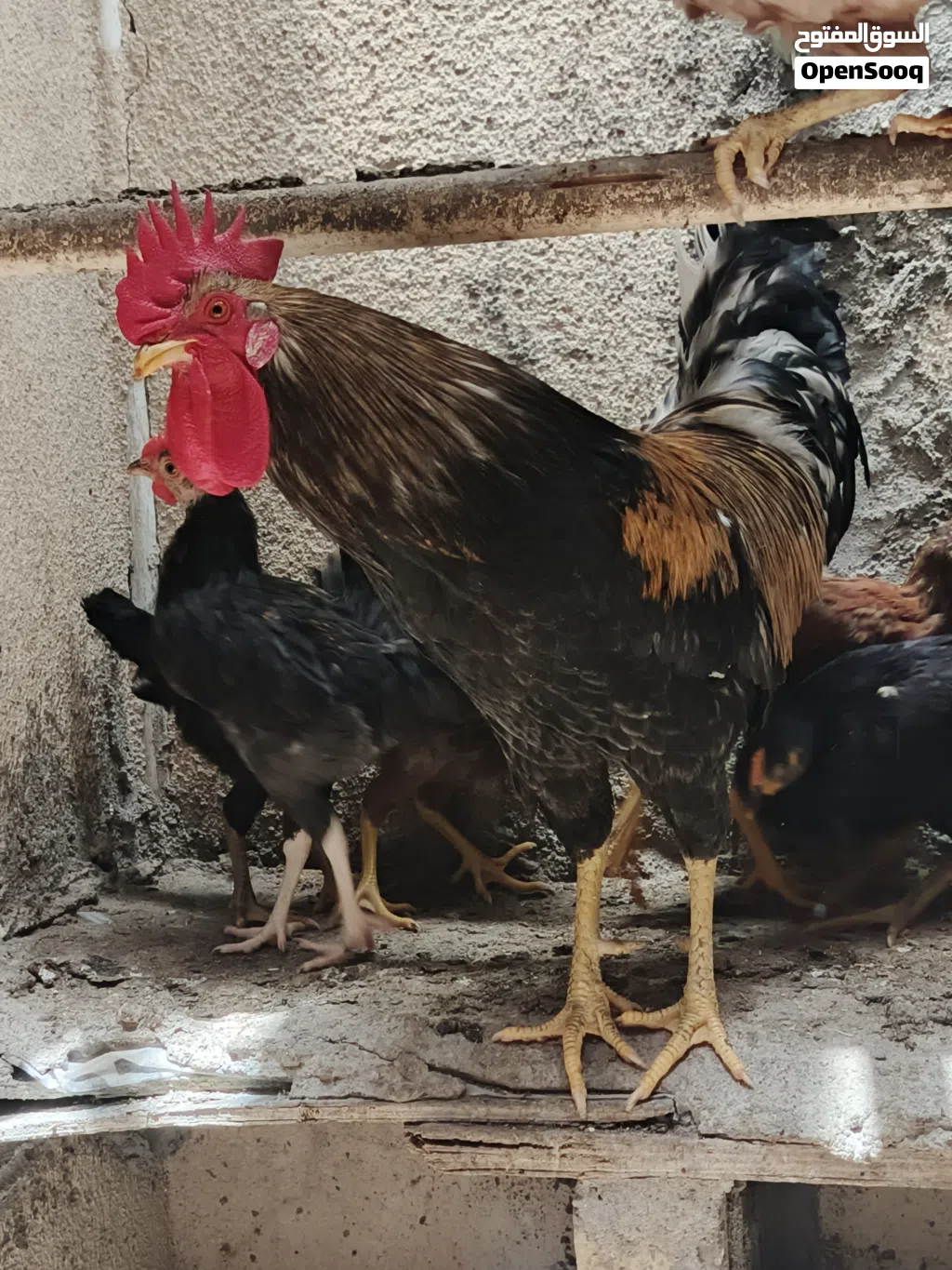 ديج للبيع البصره الزبير