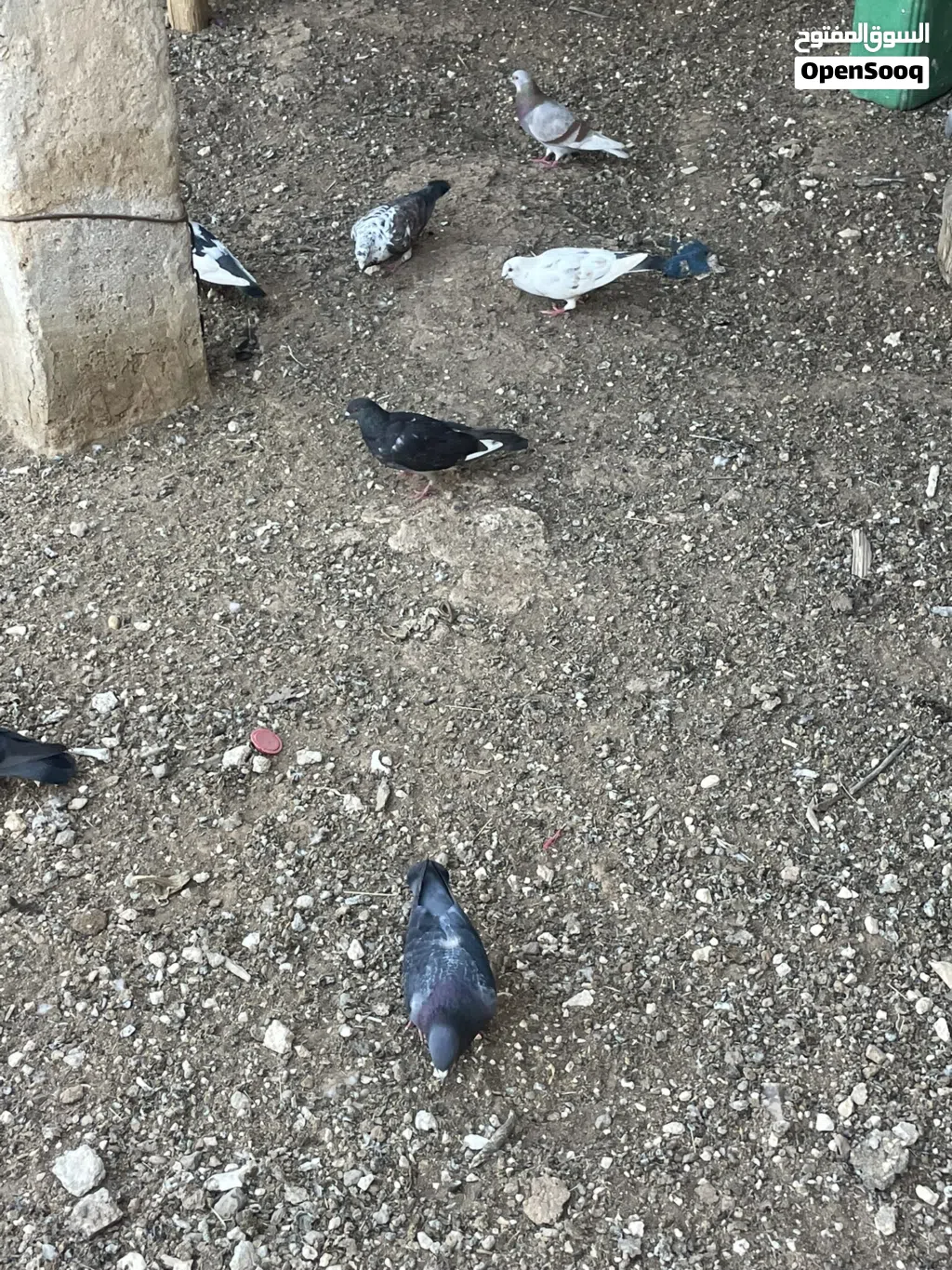 حمام للبيع
