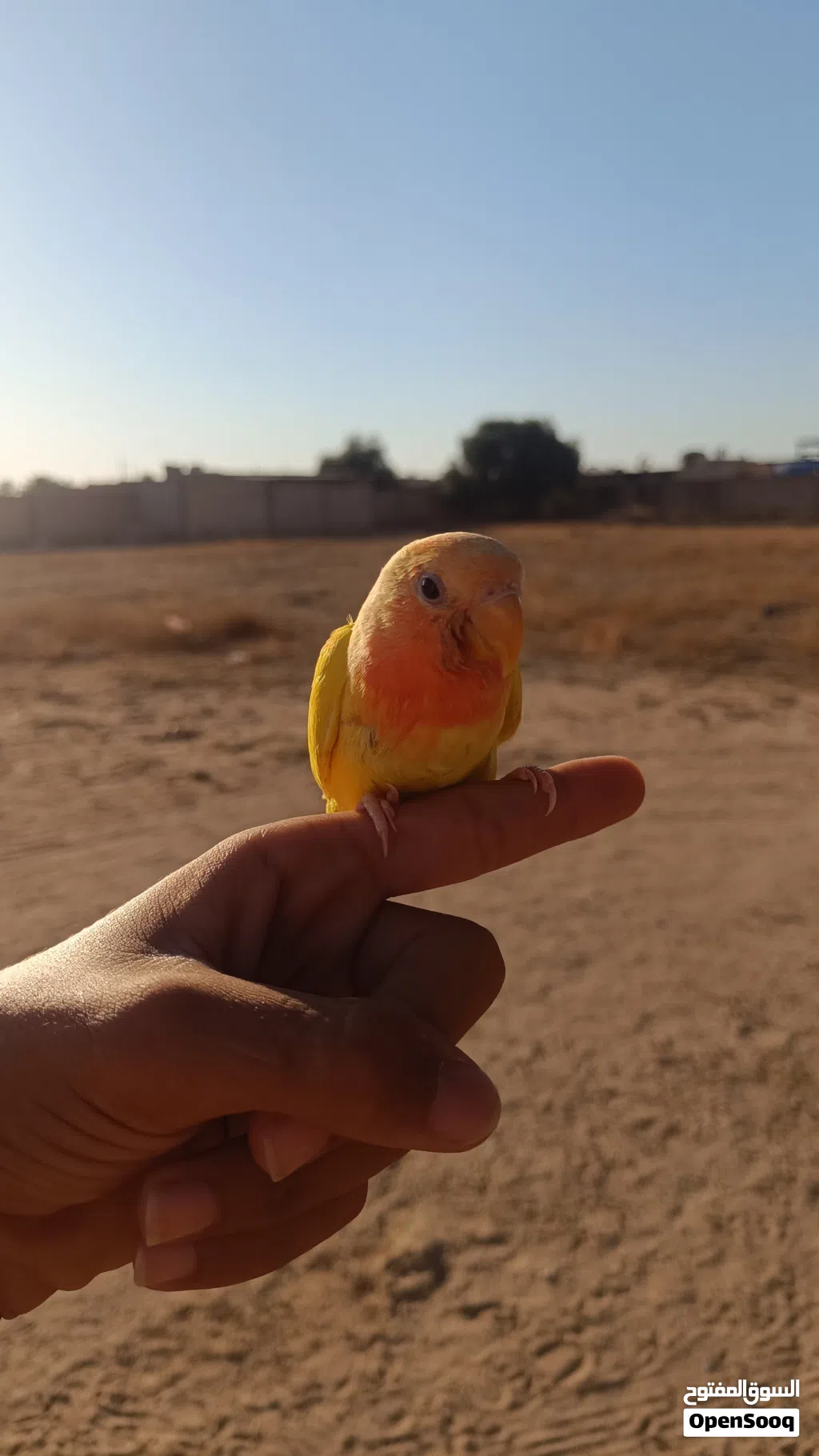 عصفور روز للبيع