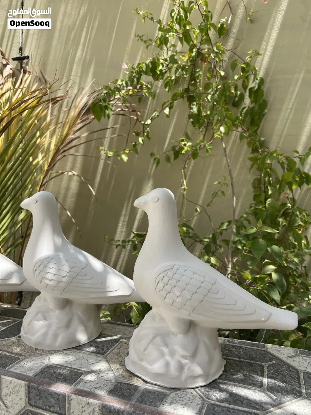 طيور زينه بالجبس