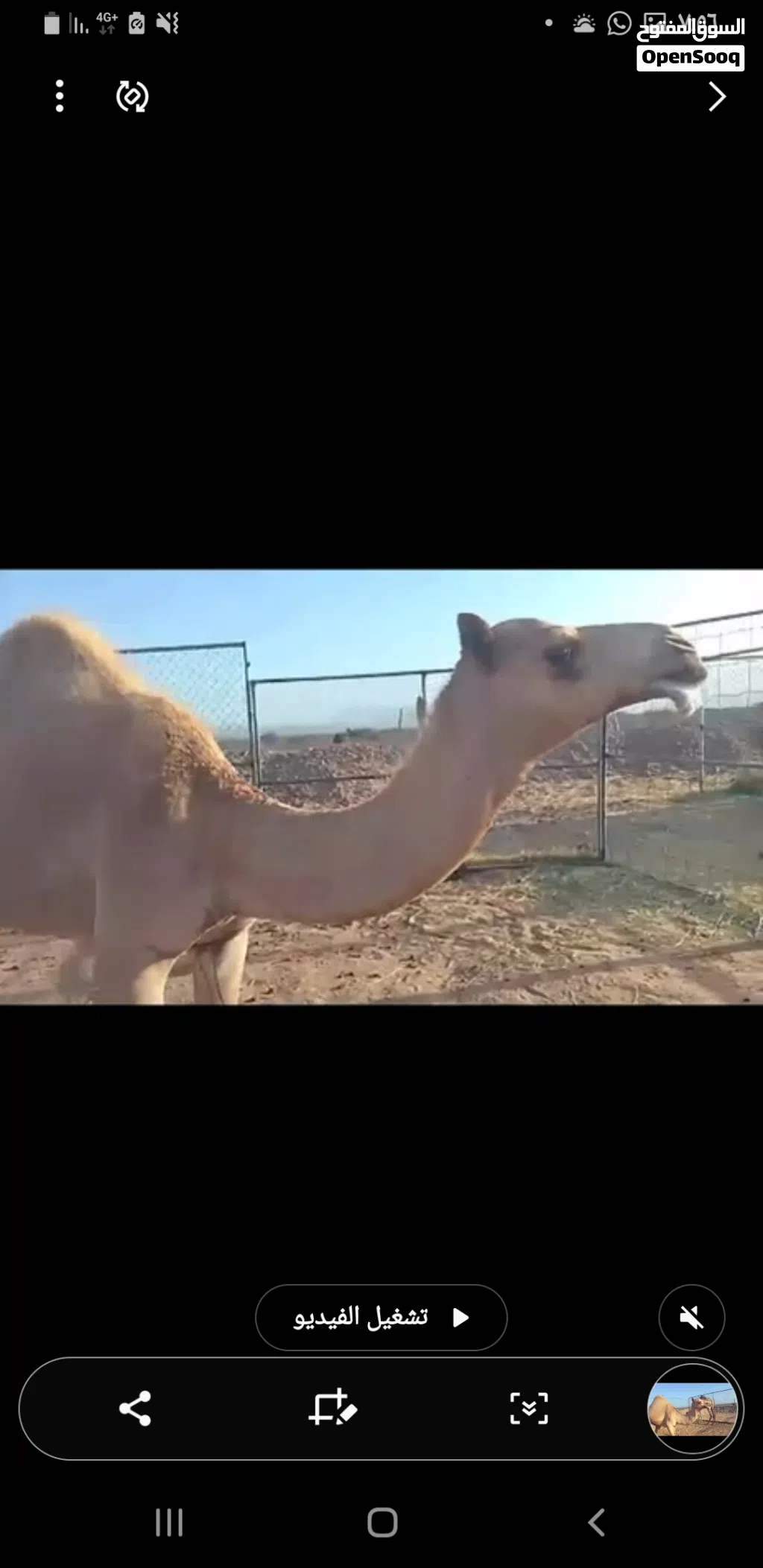 جعود للبيع
