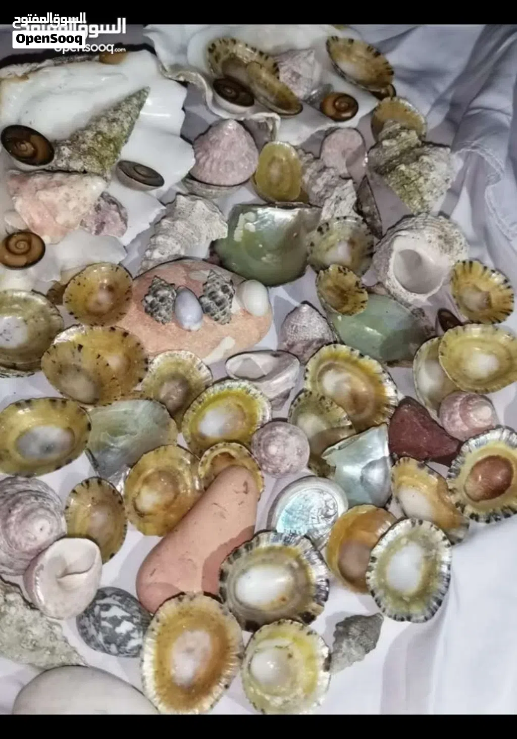 جواهر البحر الاحمر