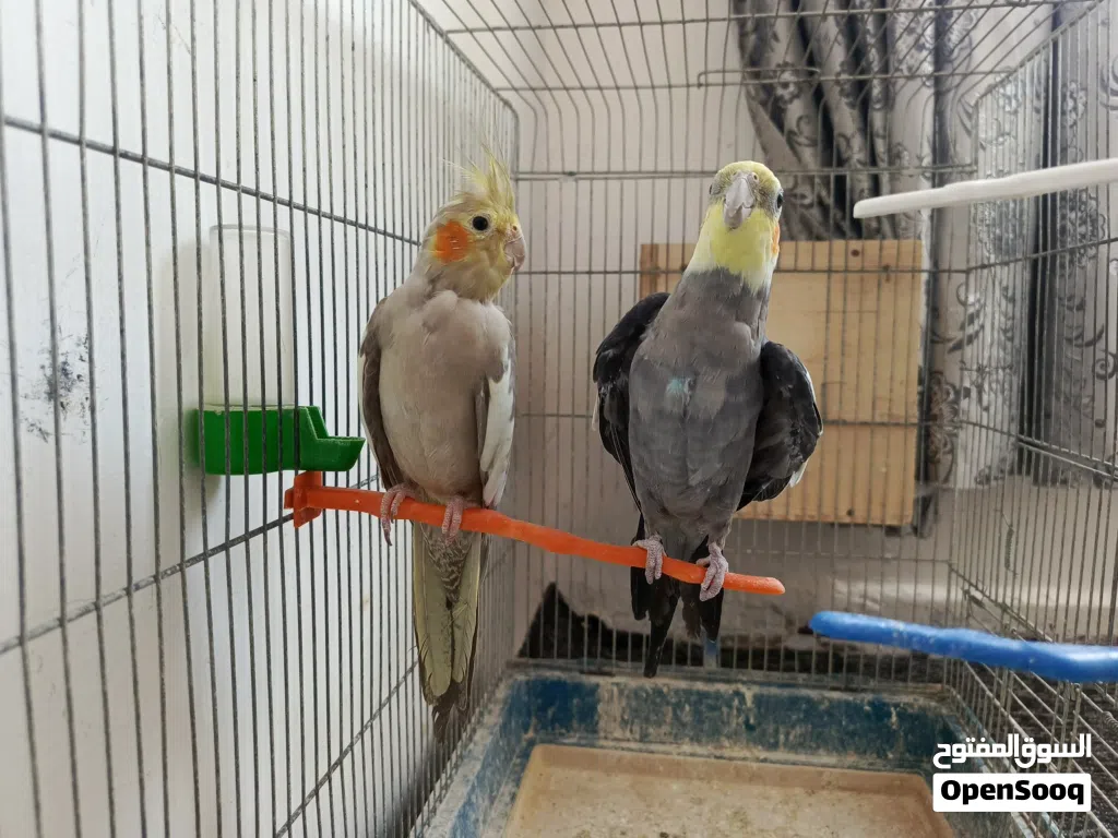 جوز كوكتيل الذكر اليف والانثى منتجه مع قفص كبير وكوخ