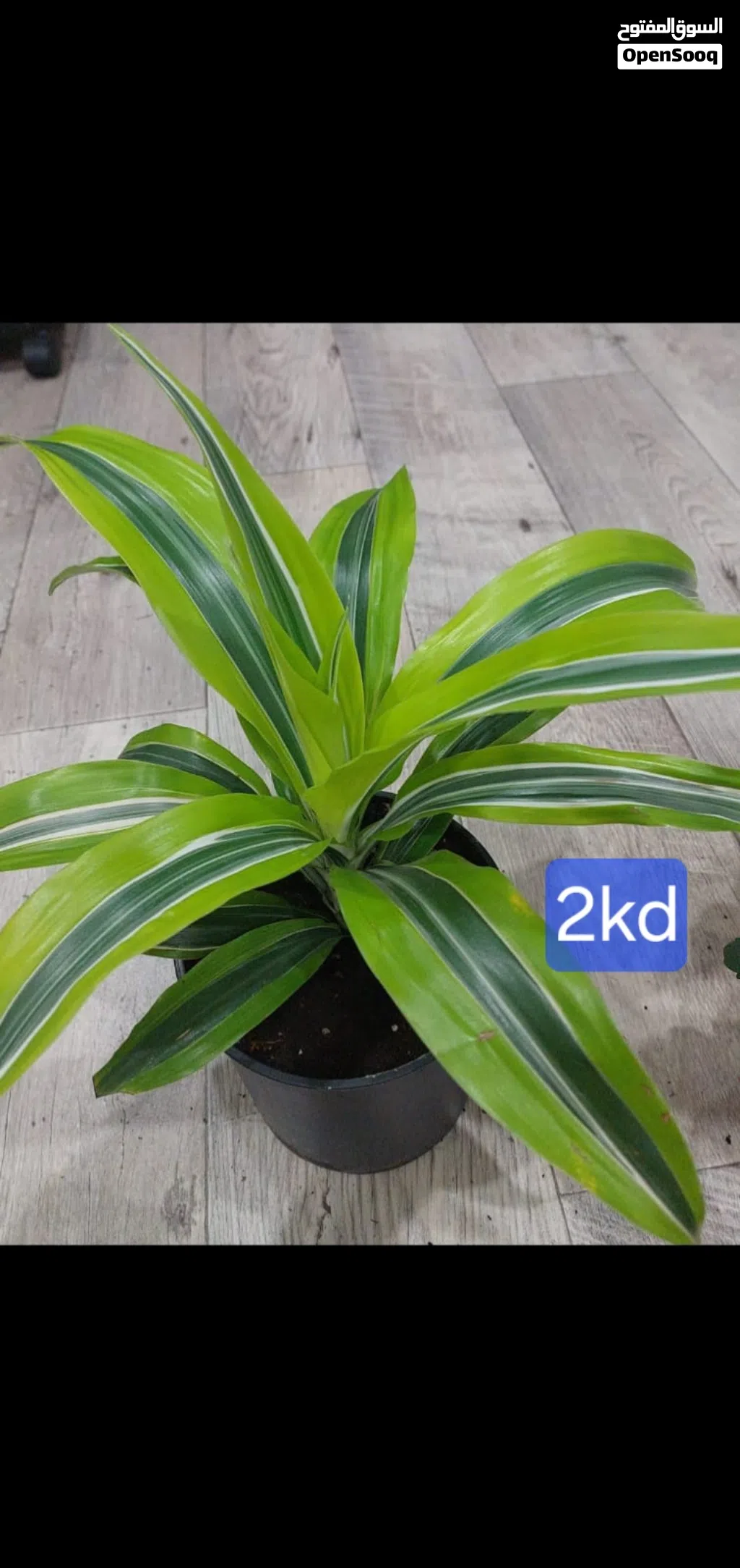 Bushy indoor plants
