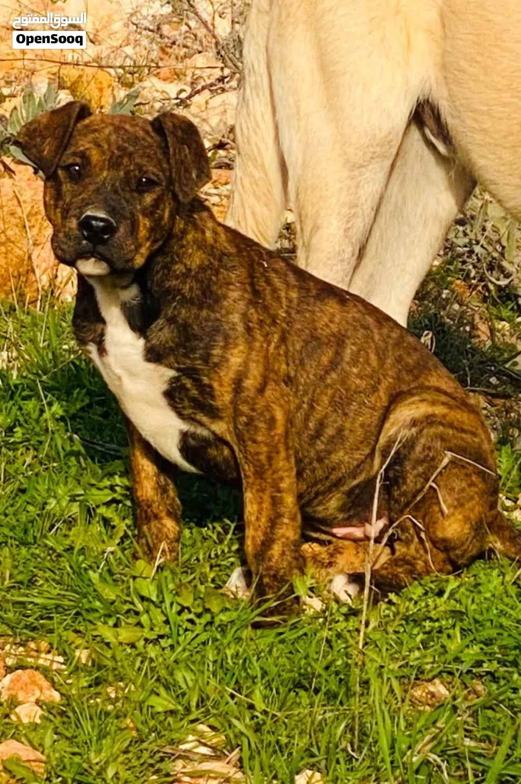 XXLarge bubby