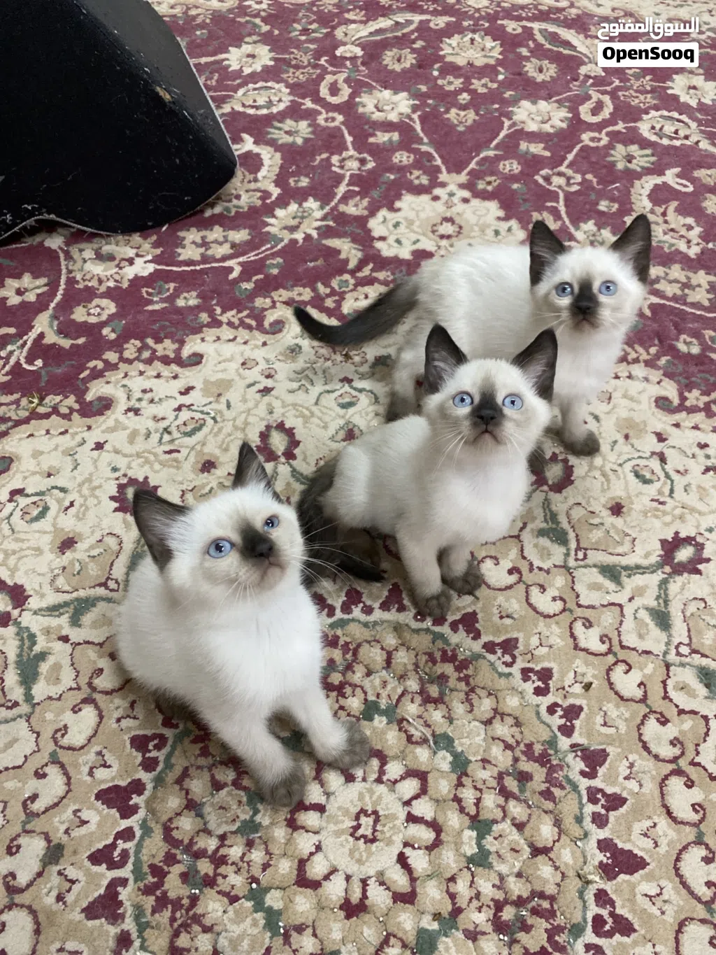 Pure saimese kittens