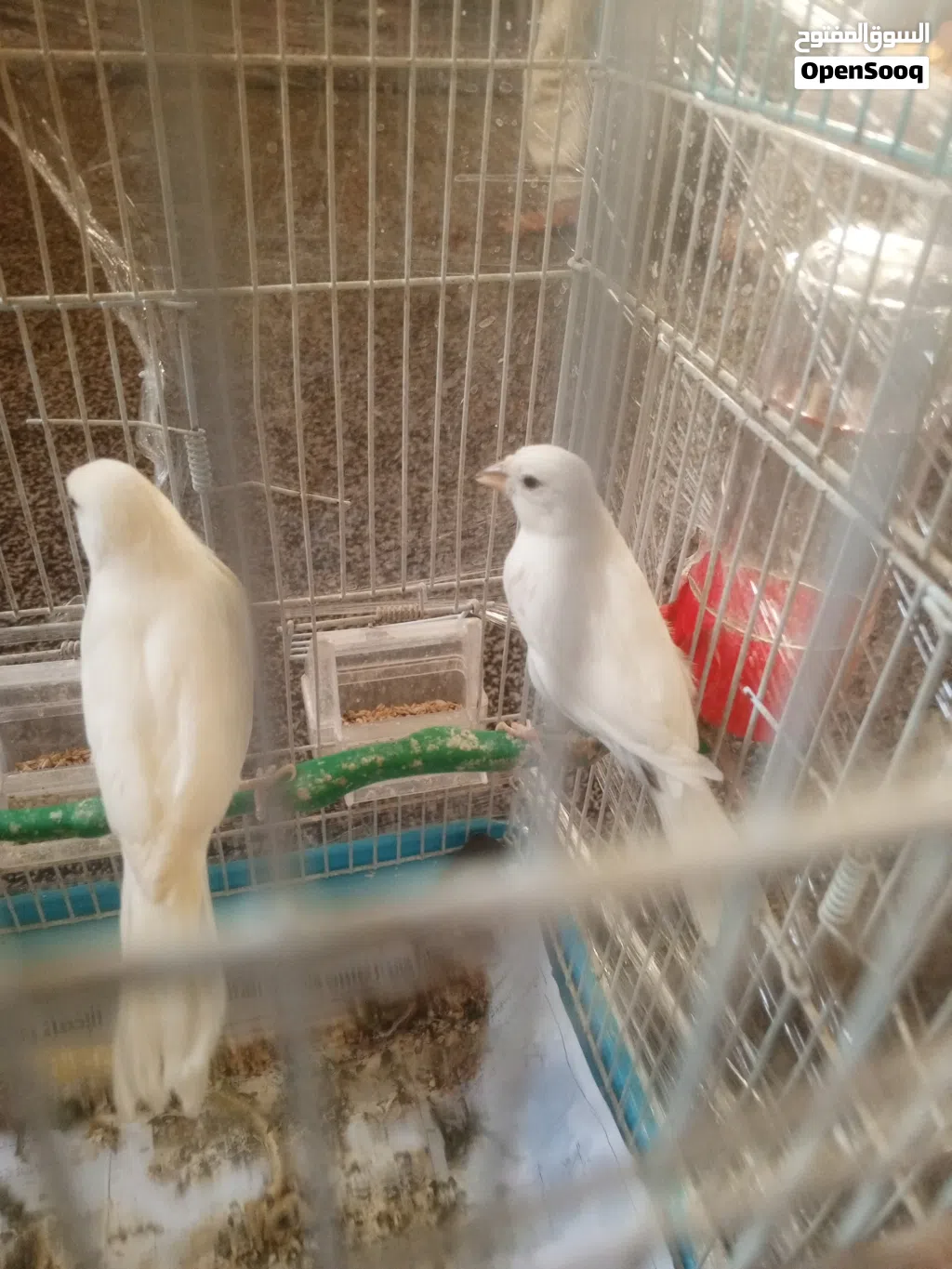 كنارات للبيع بسعر مغري