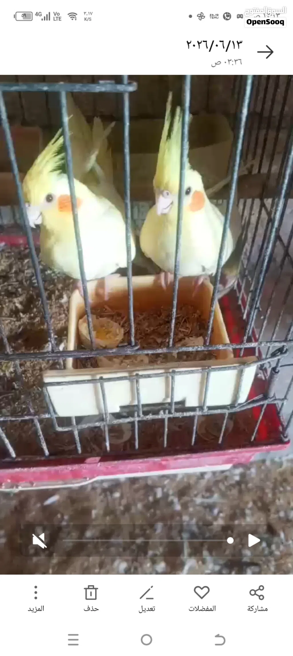 طيور للبيع كوكتيل ايزابيل ولاتينو وحب وكنار