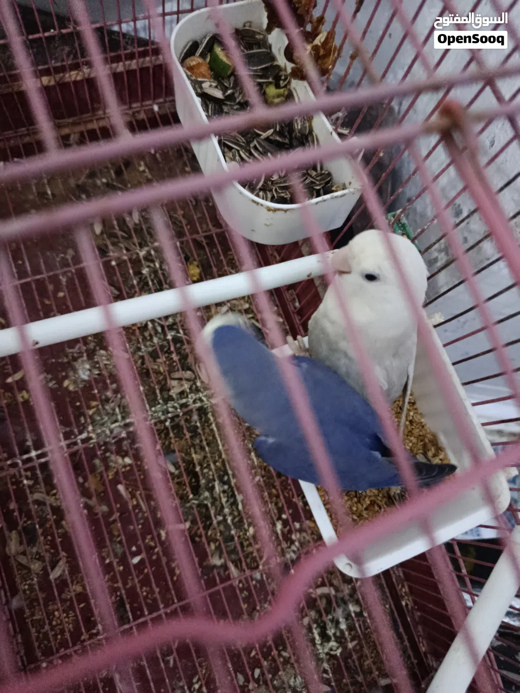كوبيا بركديلو الله يبارك ساخنة لبيع او تبديل