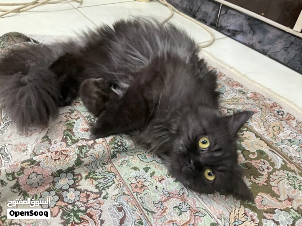 Doll-Face Persian 10 (months)