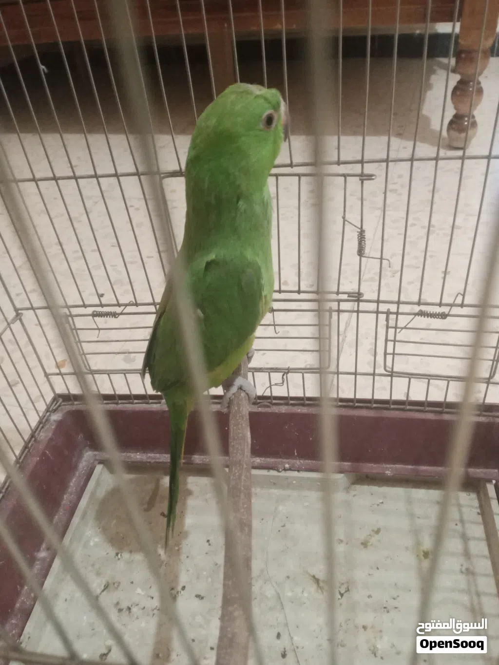 ببغاء دره مع قفص