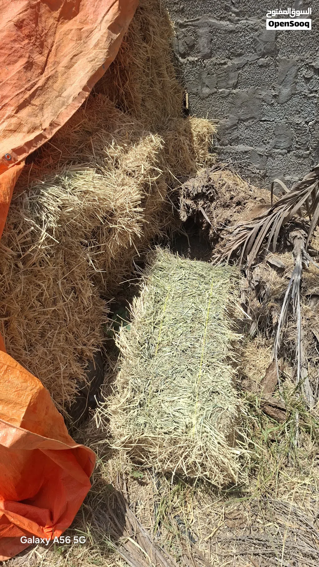 برايد حشيش ربطه