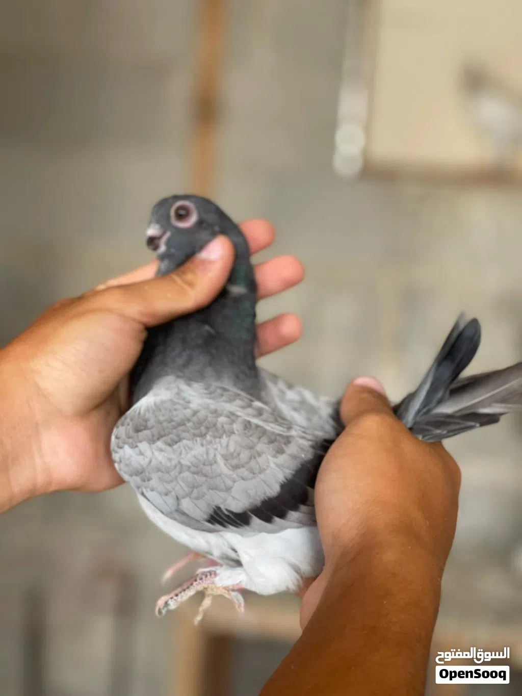 جوز فراخ عمريات للبيع