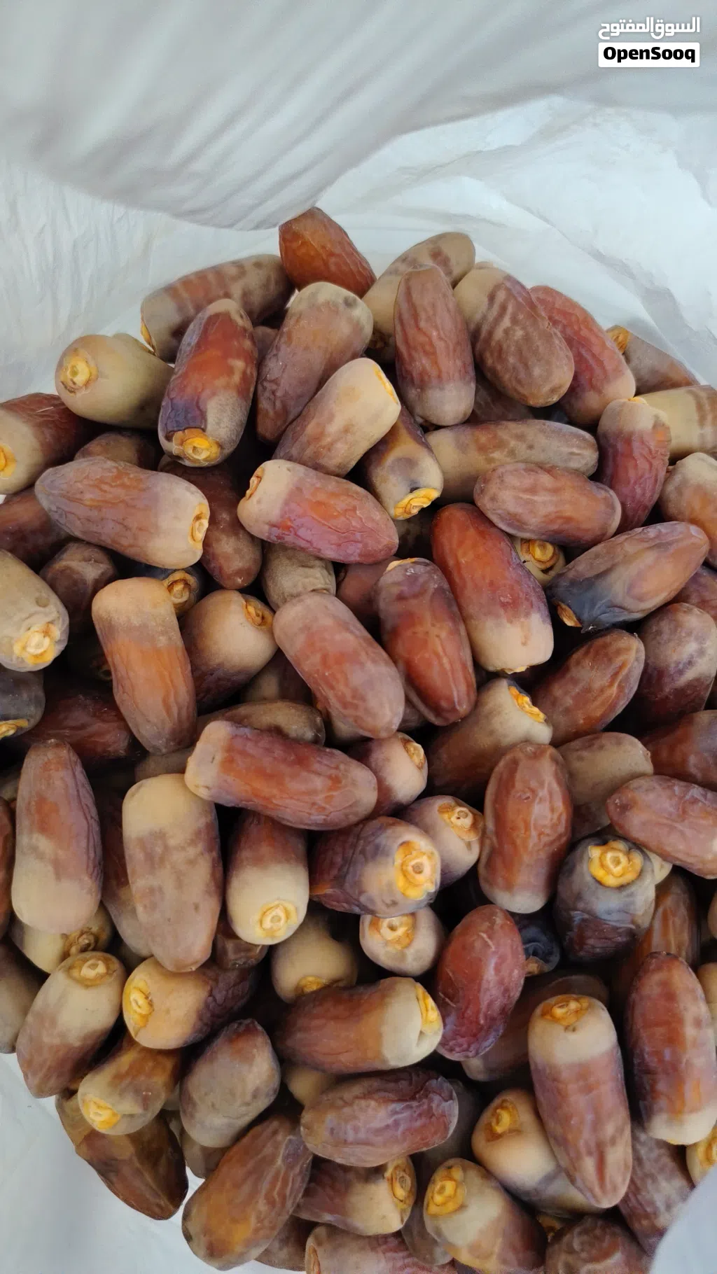 سح نغال الطائين 2026