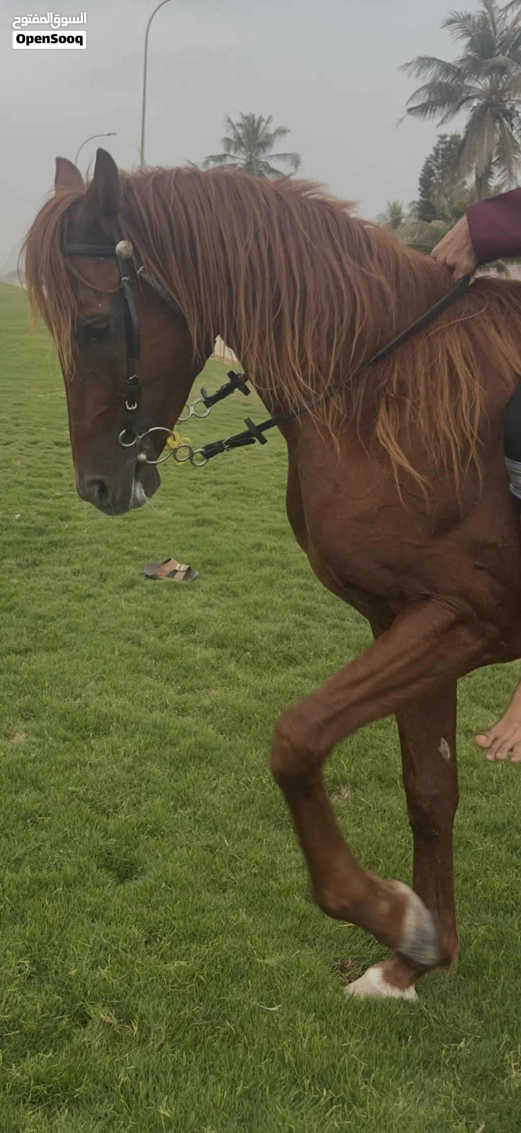 خيل عربي اصيل للبيع