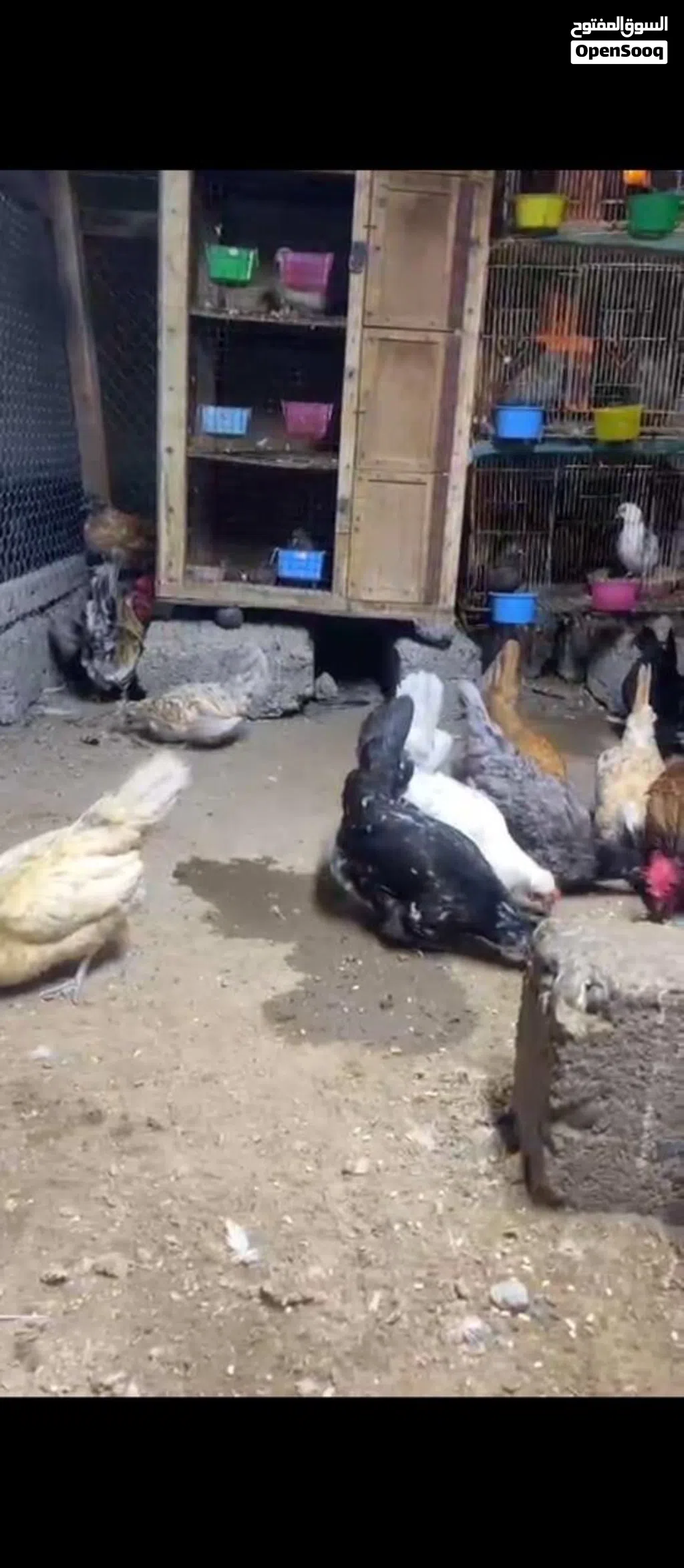 للبيع دجاج كويتي و ديك بكستاني الوصف مهم
