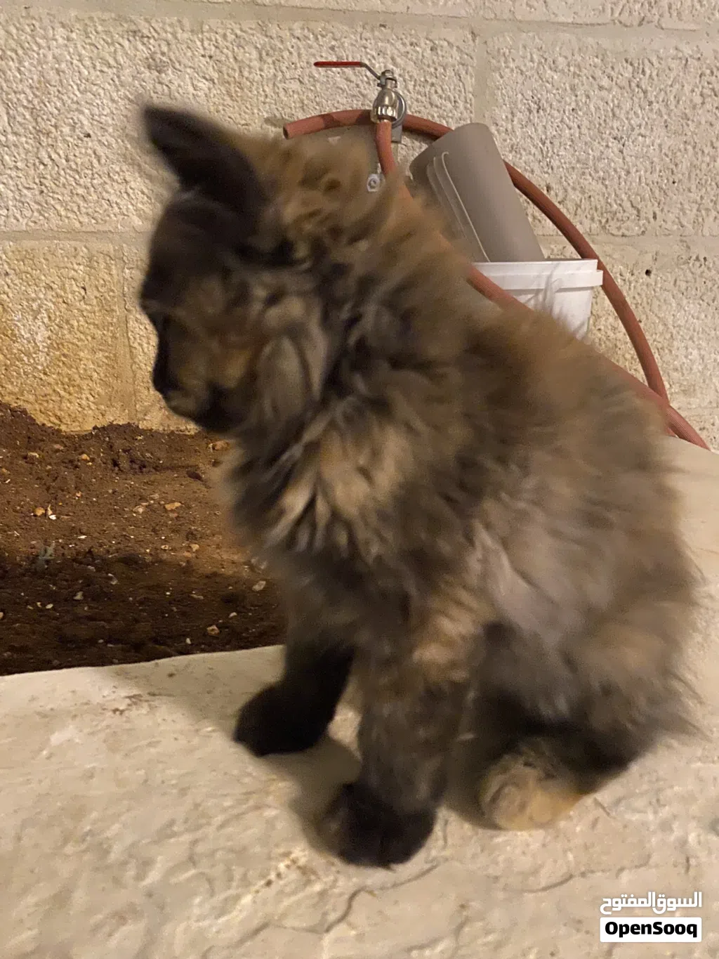 ماشاءالله قطة حجم ممتاز وصحة كويسة