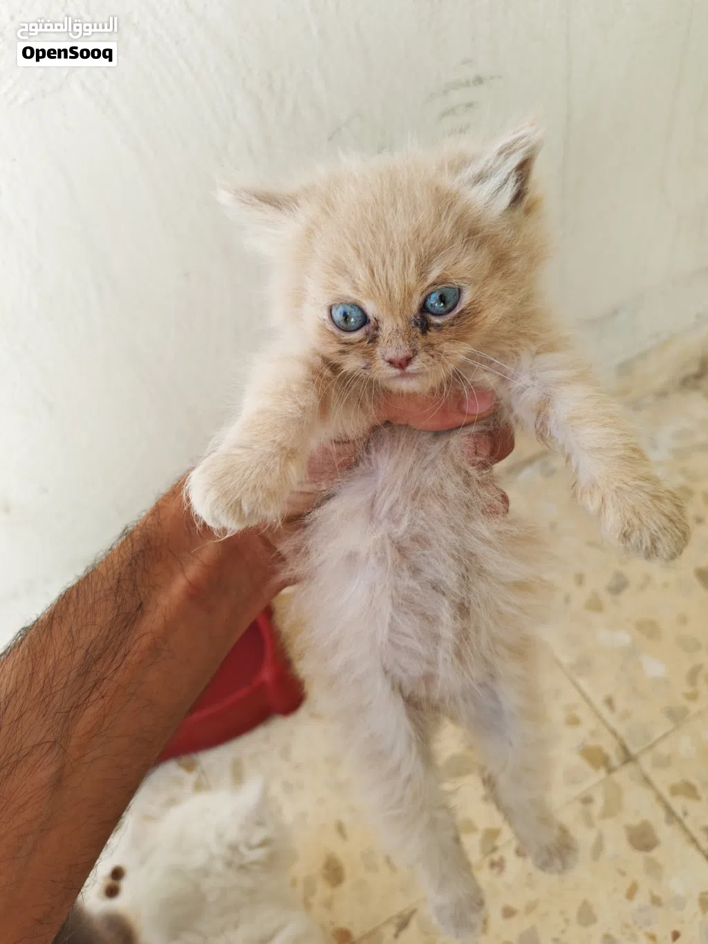 للبيع ال4 قطط مع بعضهم مع كامل اغراضهم
