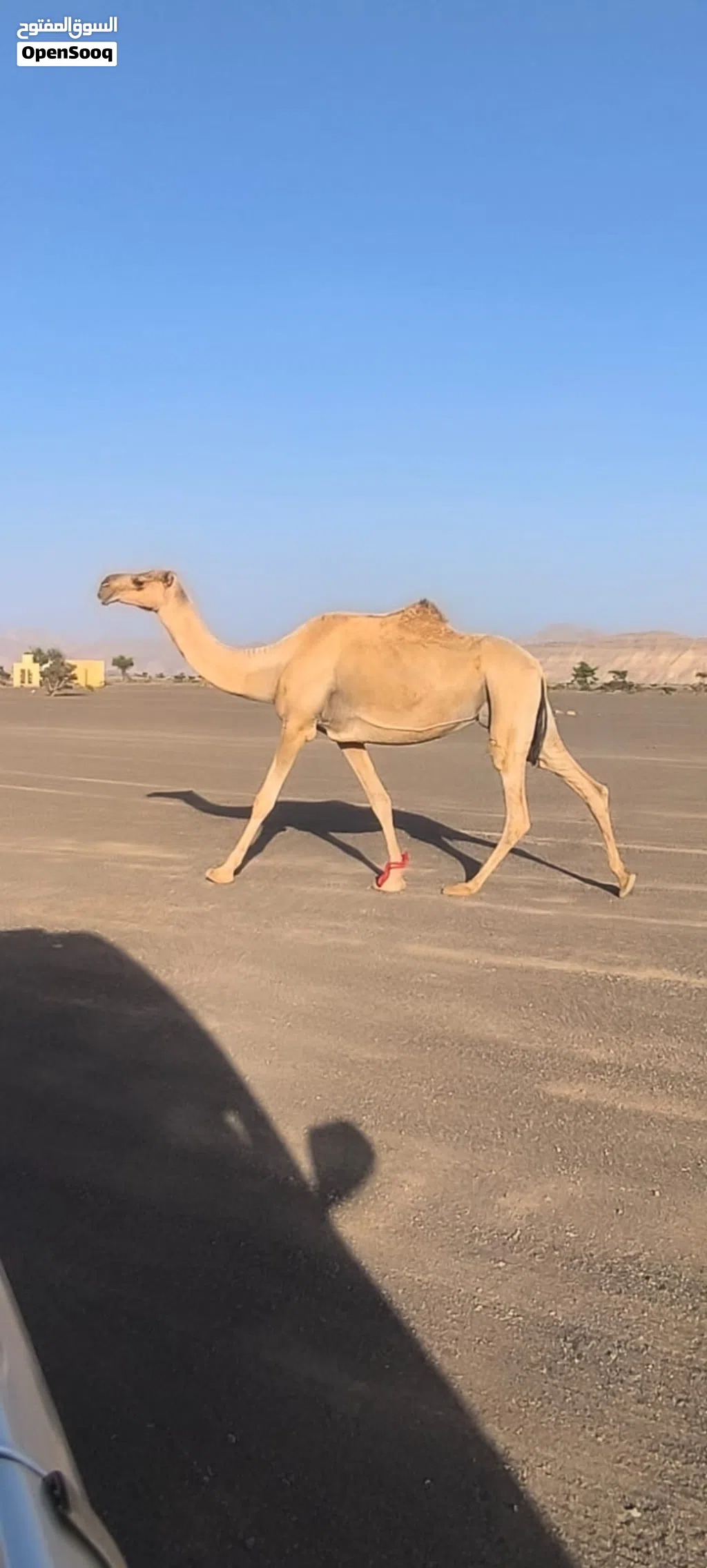 ناجه للبيع