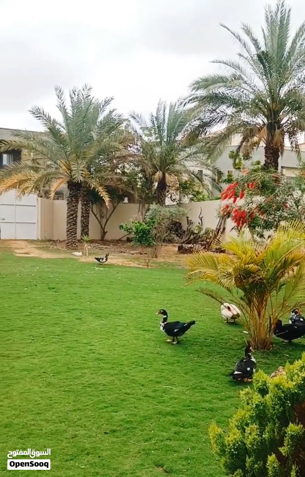 إستراحة للبيع داخل سوق الجمعة عرادة بالقرب من جامع المية الحلوة على أرض 990 متر