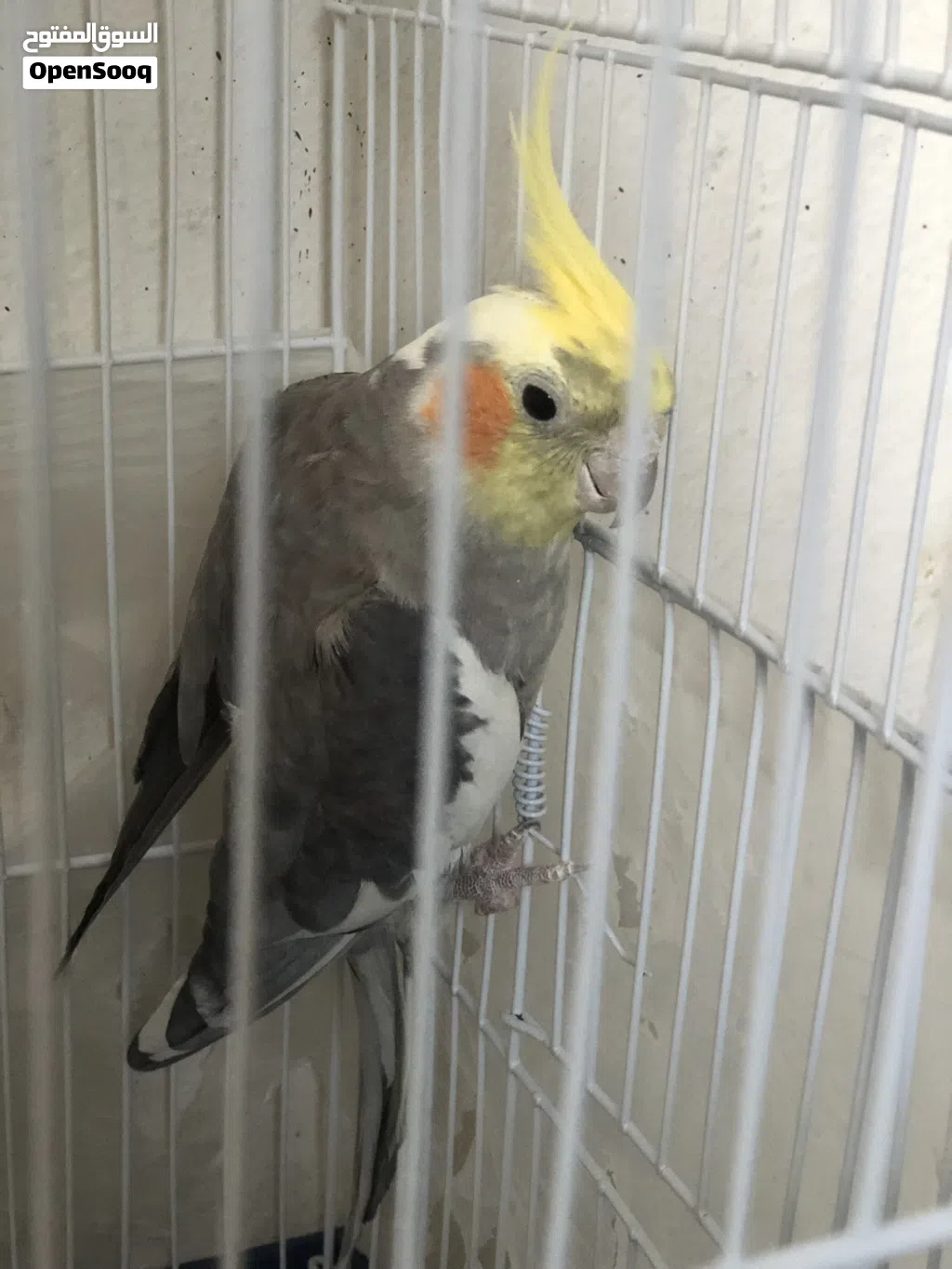 طيور للبيع