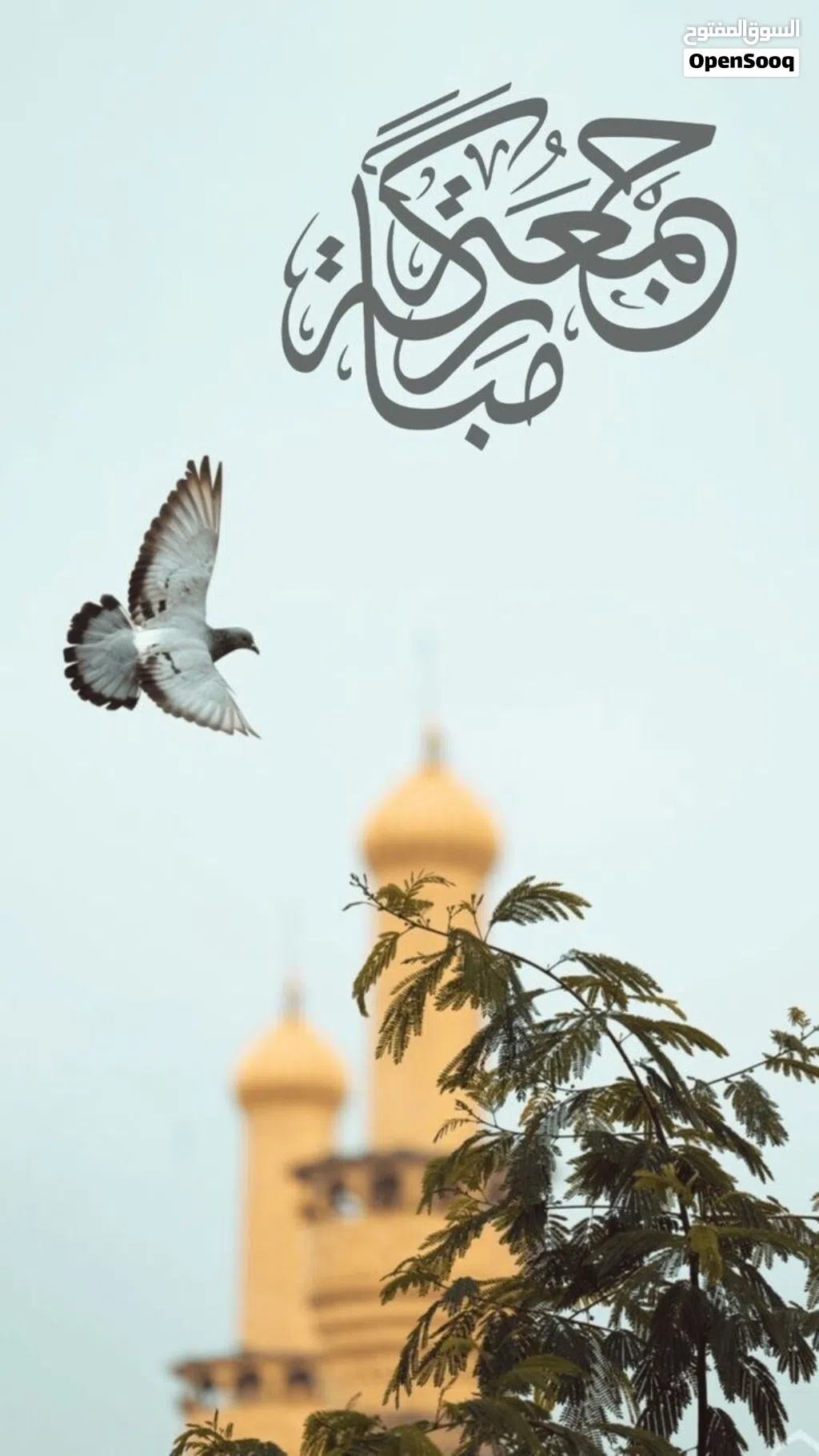 مطلوب عدد 2 استديو مكون من غرفه وصالون ومطبخ