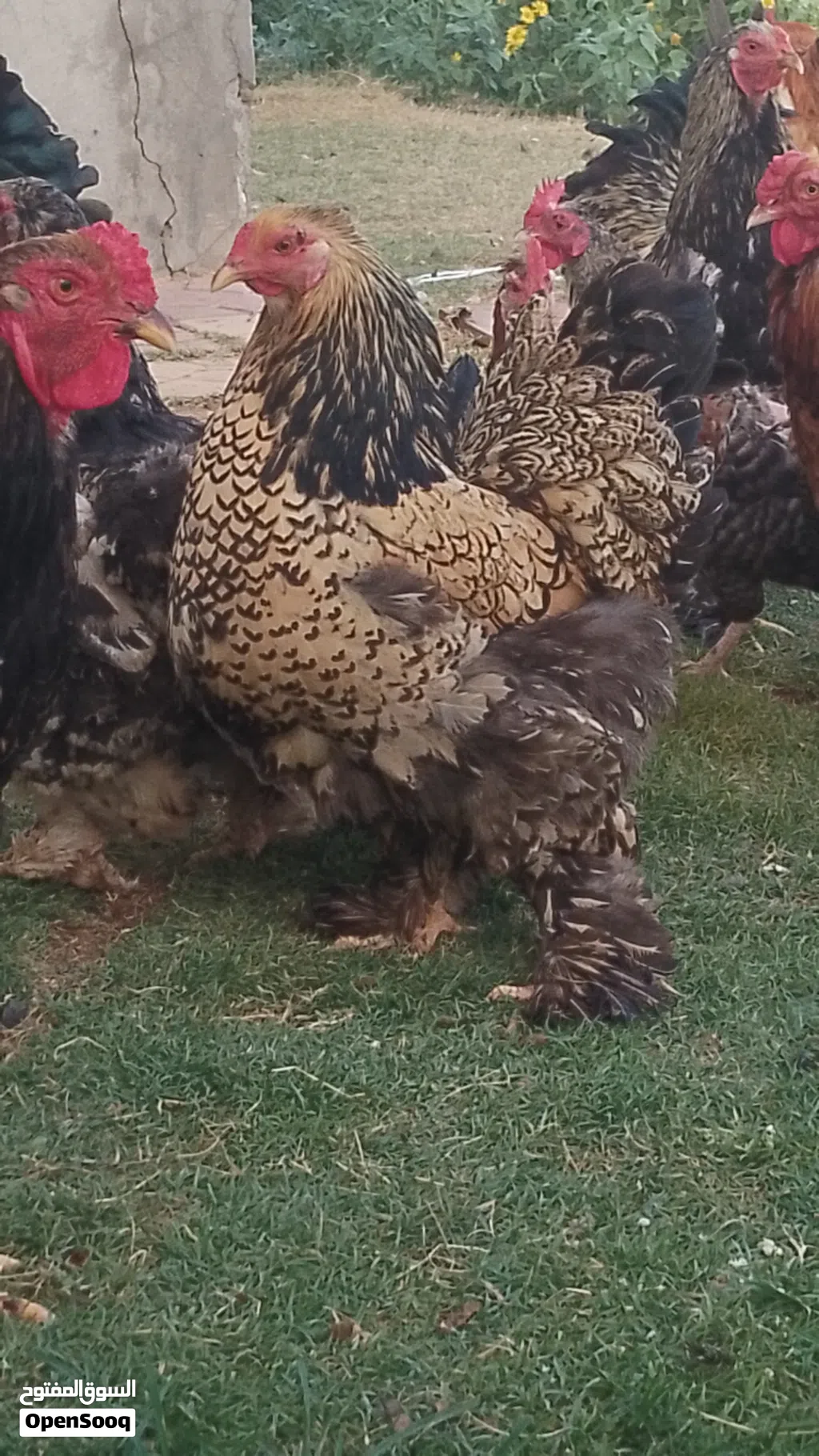 كوبيات براهما درجة ونظافة