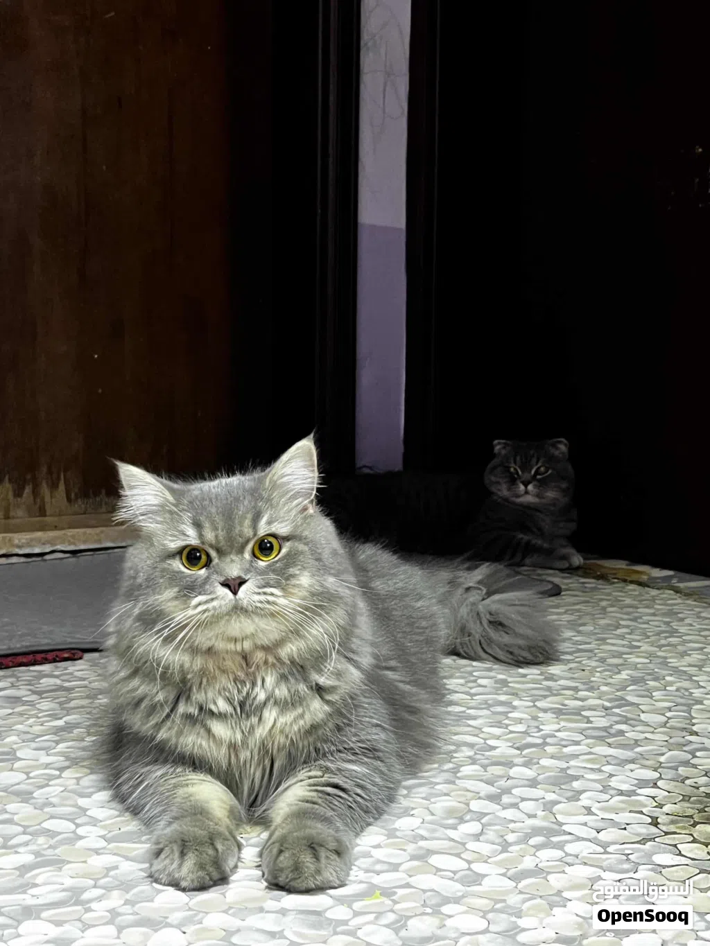 Breed : British Longhair He's large and has big tail Beautiful eyes,Golden yellow slight amber