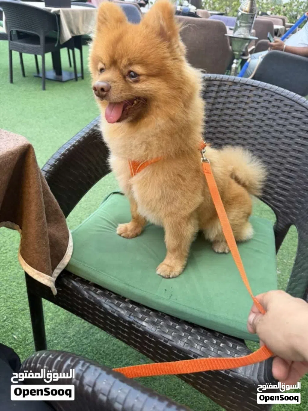 Pomeranian dog male