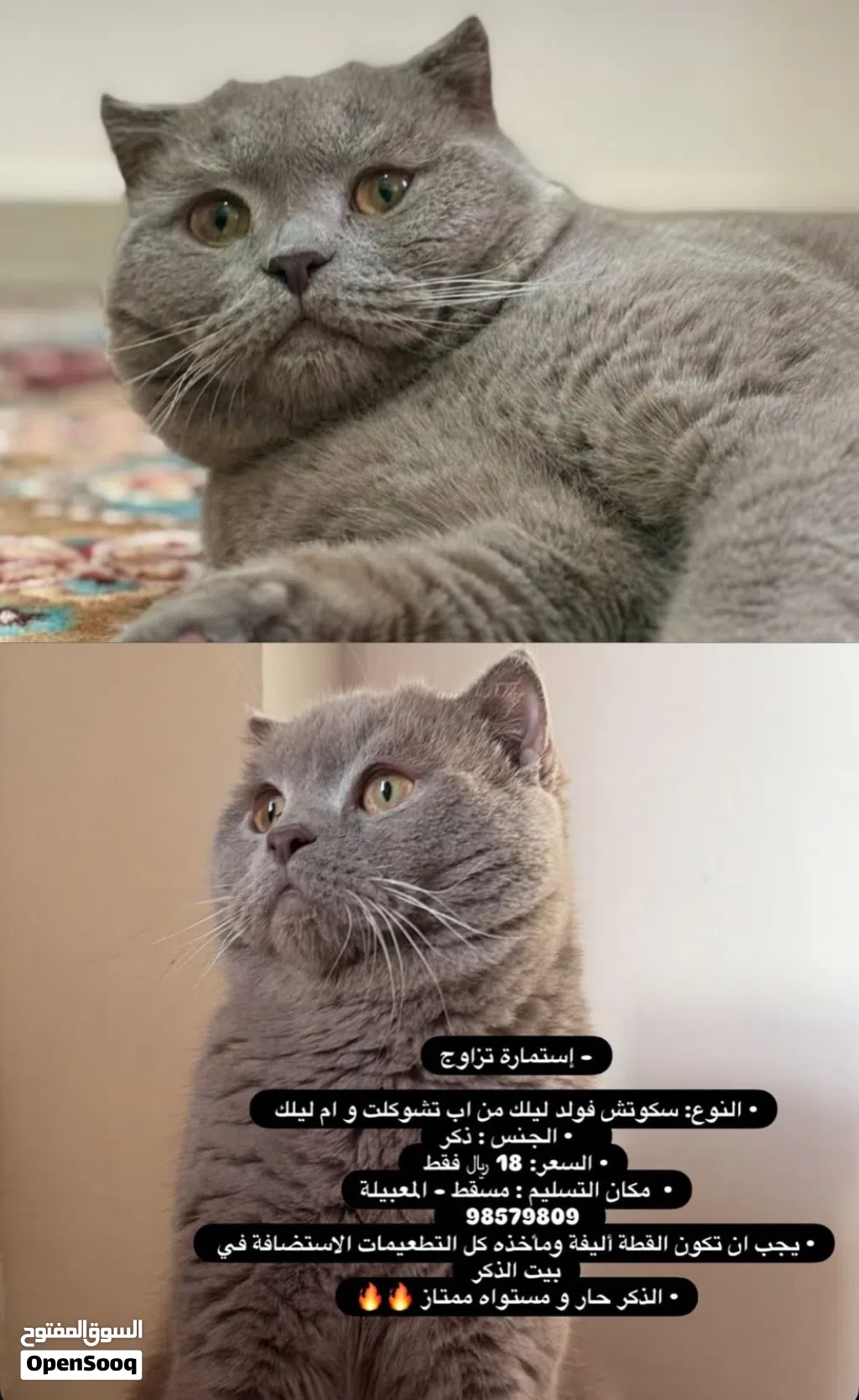 ذكر سكوتش فولد ليلك (للتزاوج) Scottish Lilac Fold male (for mating)