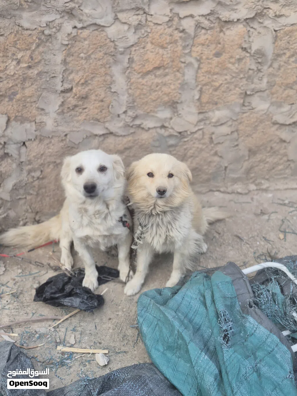 زوج كلاب امريكي شيزو وشيواوا للبيع عرطه