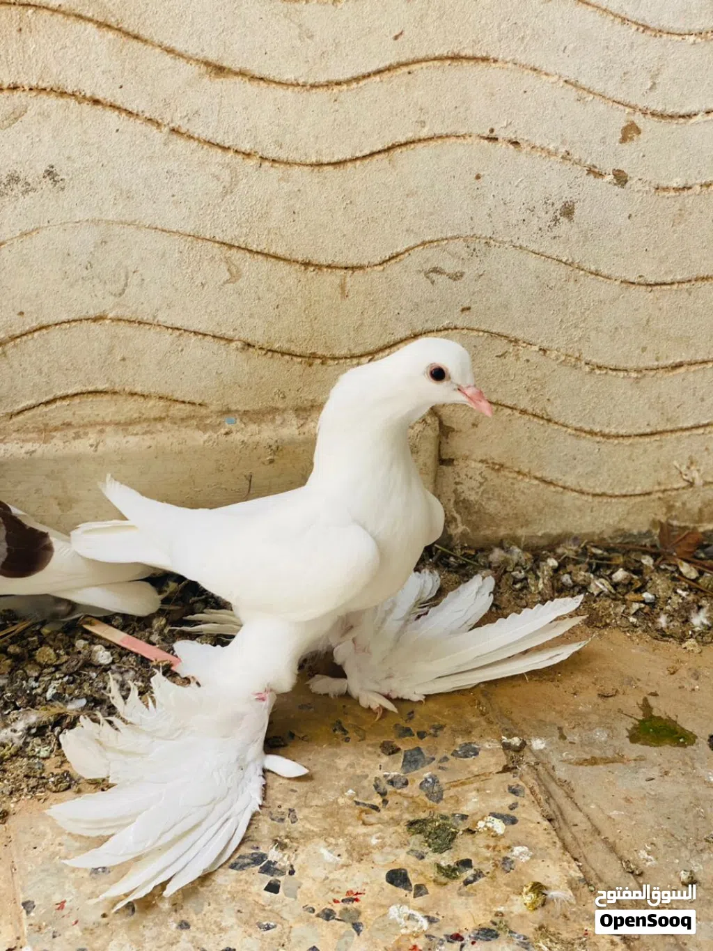 انثاج هزه وسروال الله يبارك