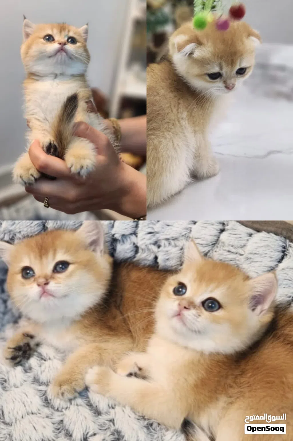 Baby kittens