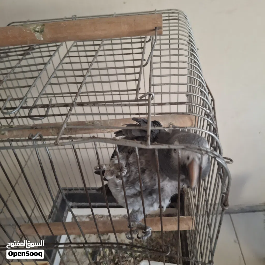ببغا لي البيع الببغاء ربي يبارك اعليه انضيف مشاله اموره طيبا اسم الببغاء التمه ببغاء افريقي بي القفص