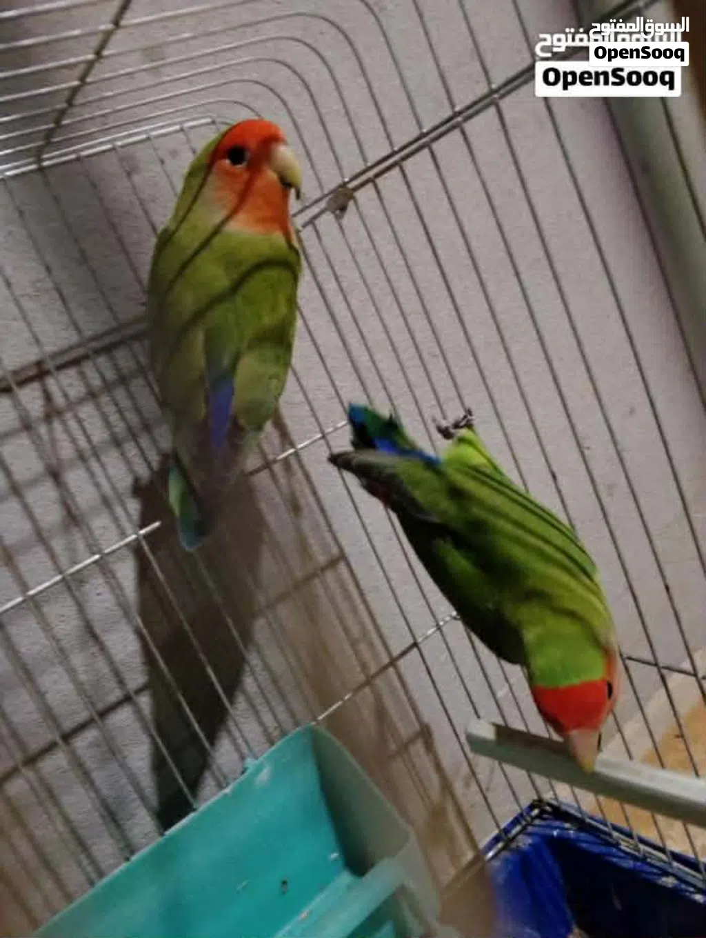 كوبية بركديلو