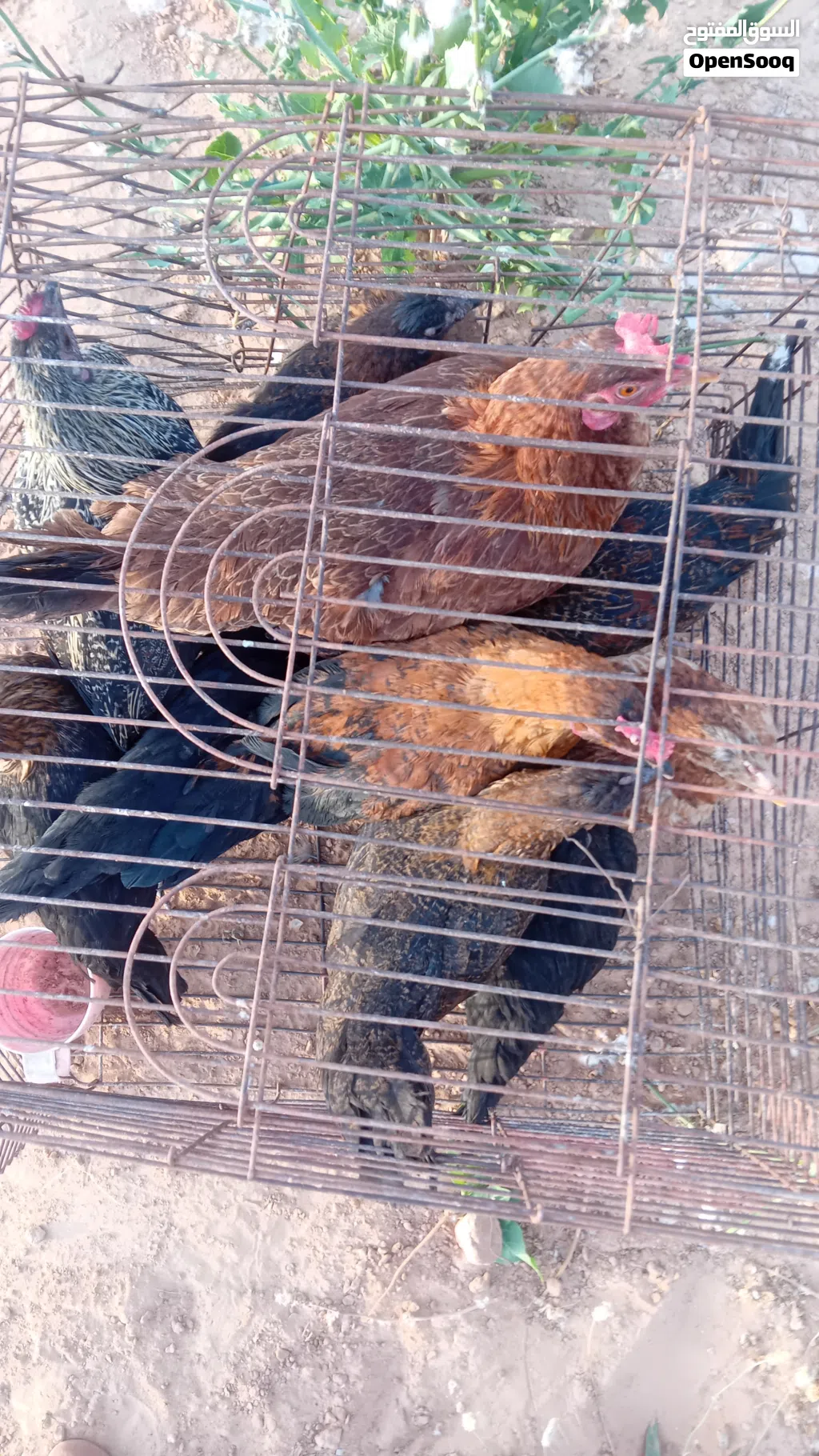 دجاجة عربيه