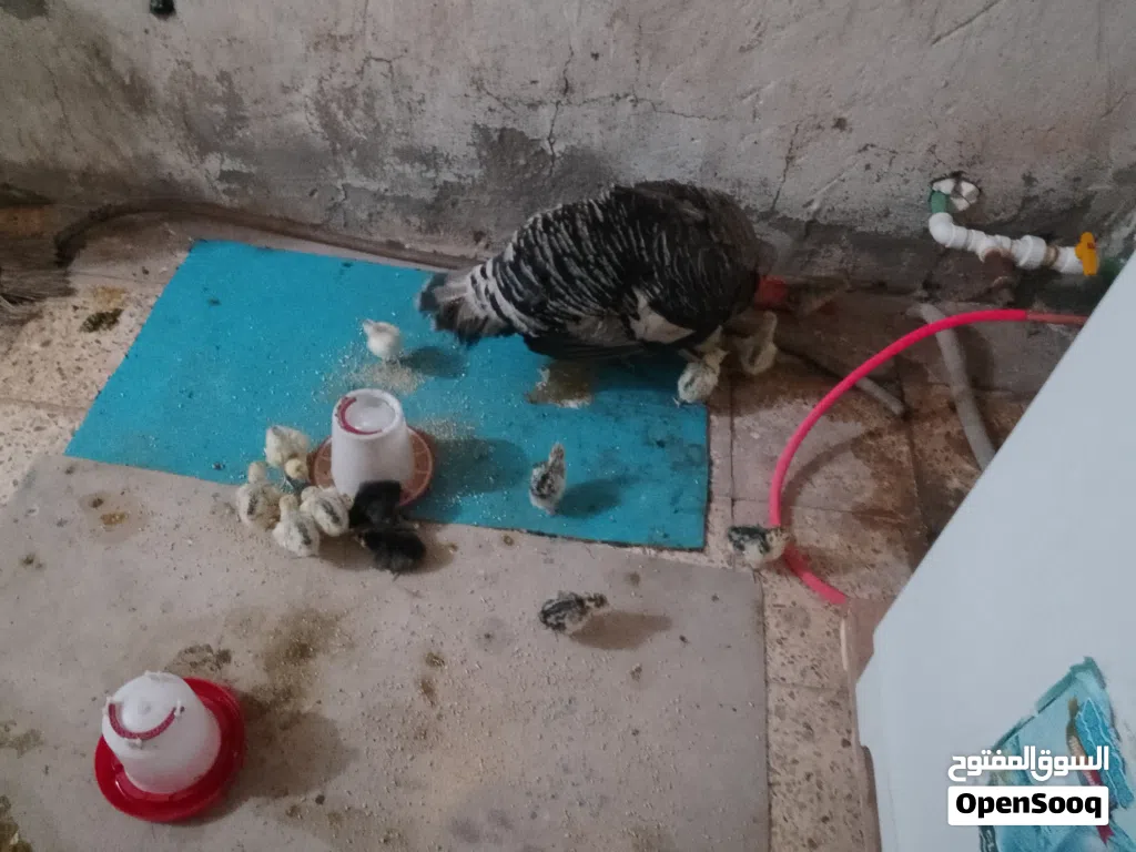افراخ فسيفس للبيع
