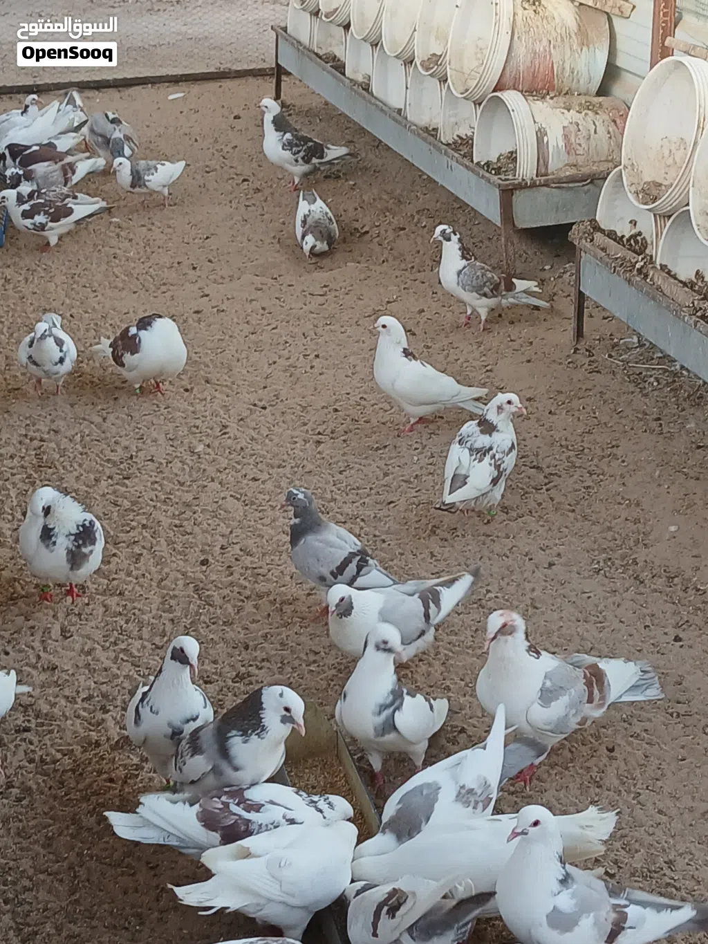 حمام لاحم للبيع