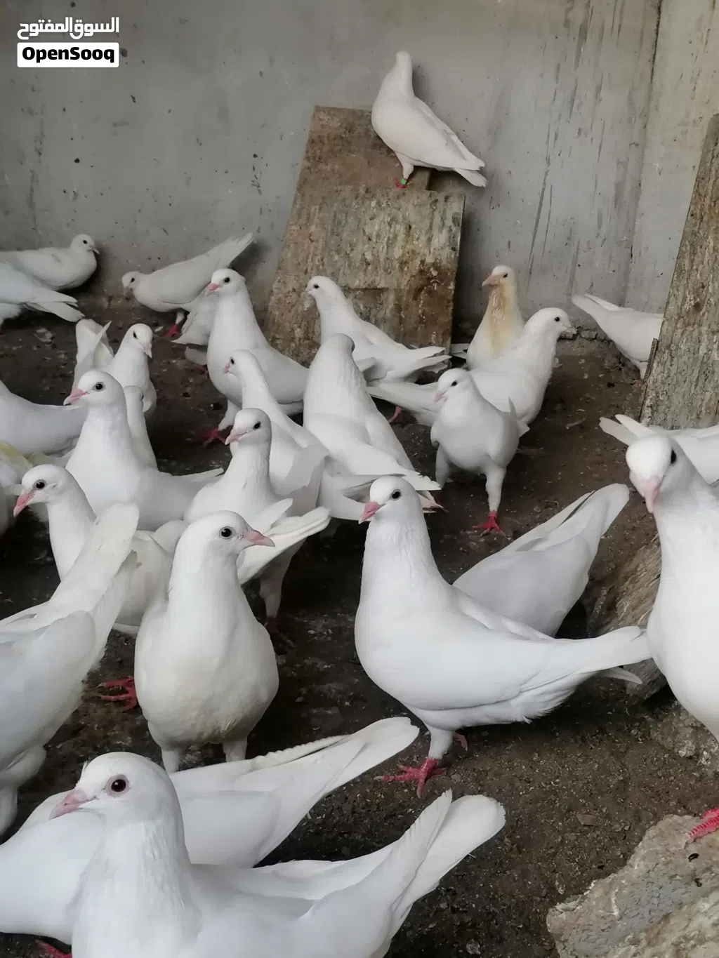 حمام لآحم الفرنسي للبيع تابع الوصف مهم