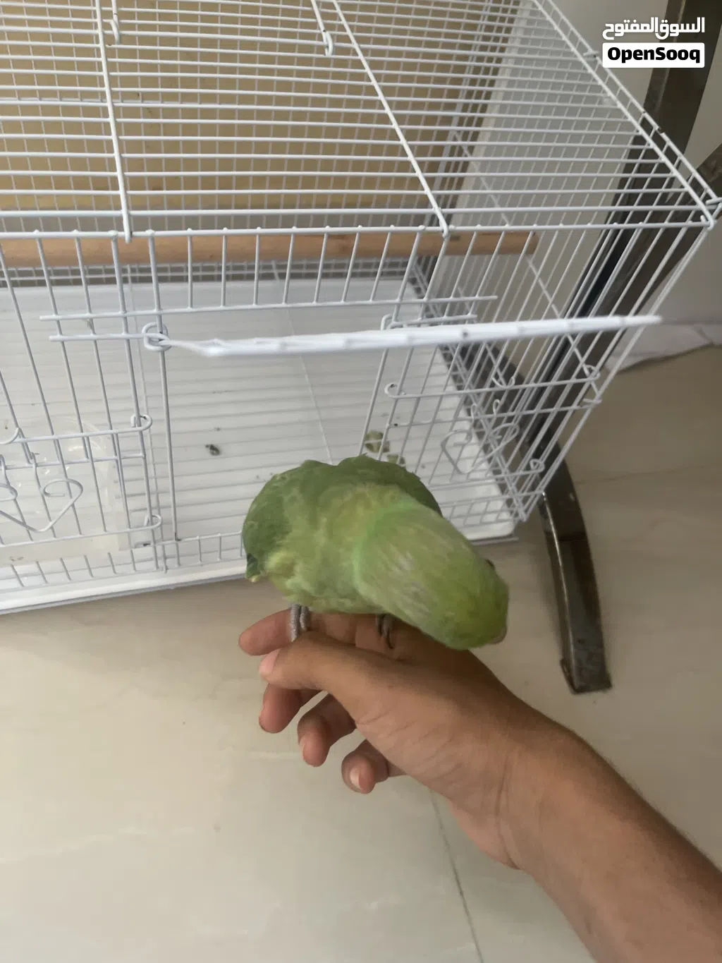ببغاء دره اليفه