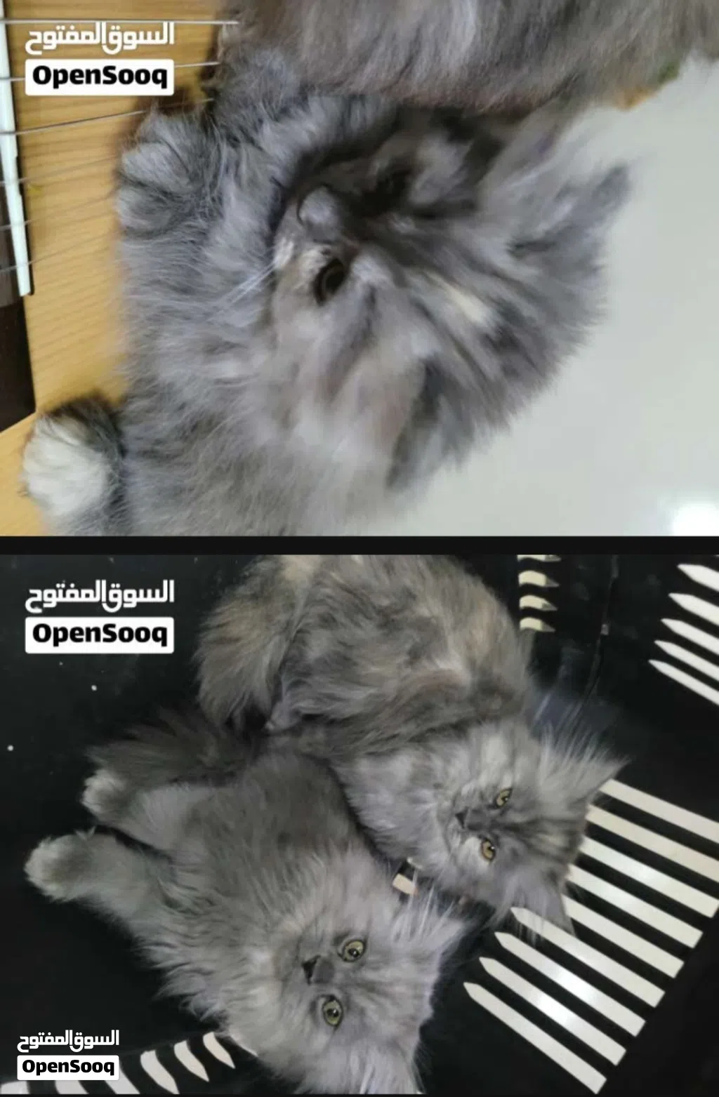 قط شيرازي أصلي العمر شهرين، أليف ولعوب وبصحة ممتازة، لونه رمادي ملكي أنيق وجذاب. مناسب جدًا