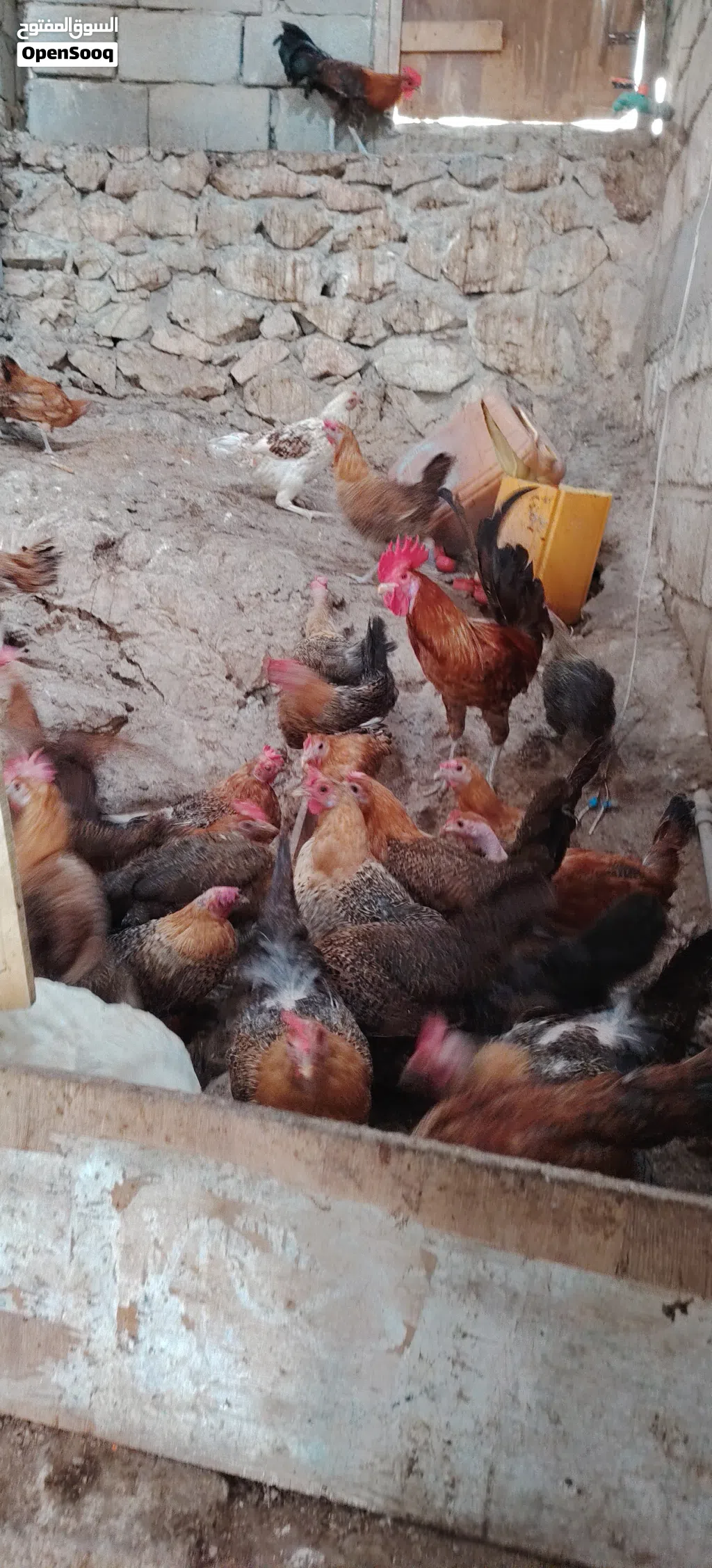 دجاح فيومي ذهبي