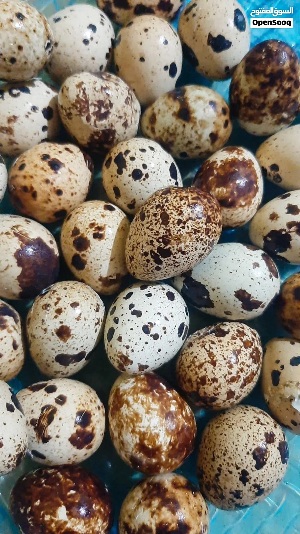 بيض سمان ياباني مخصب جاهز للتفقيس
