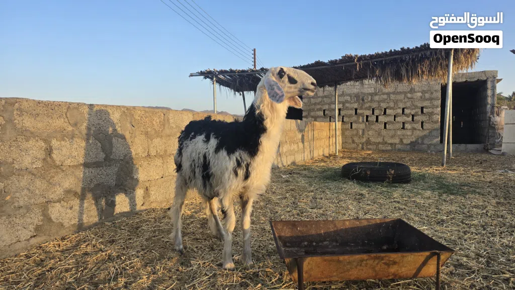 حملة نجديه