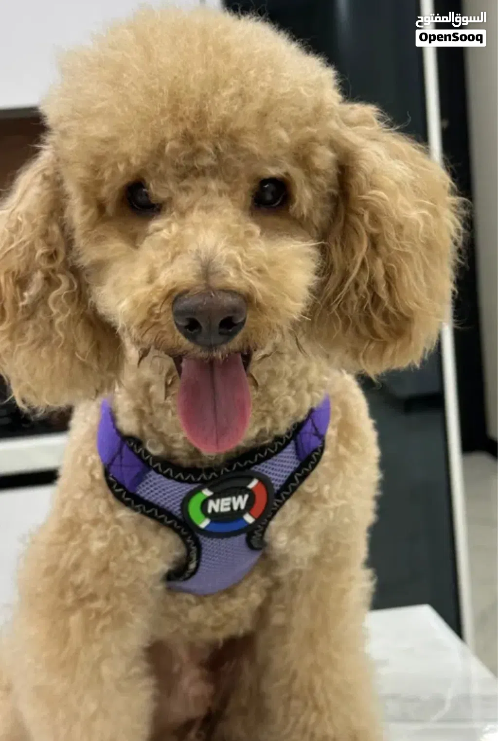 Premium Toy Poodle for Sale