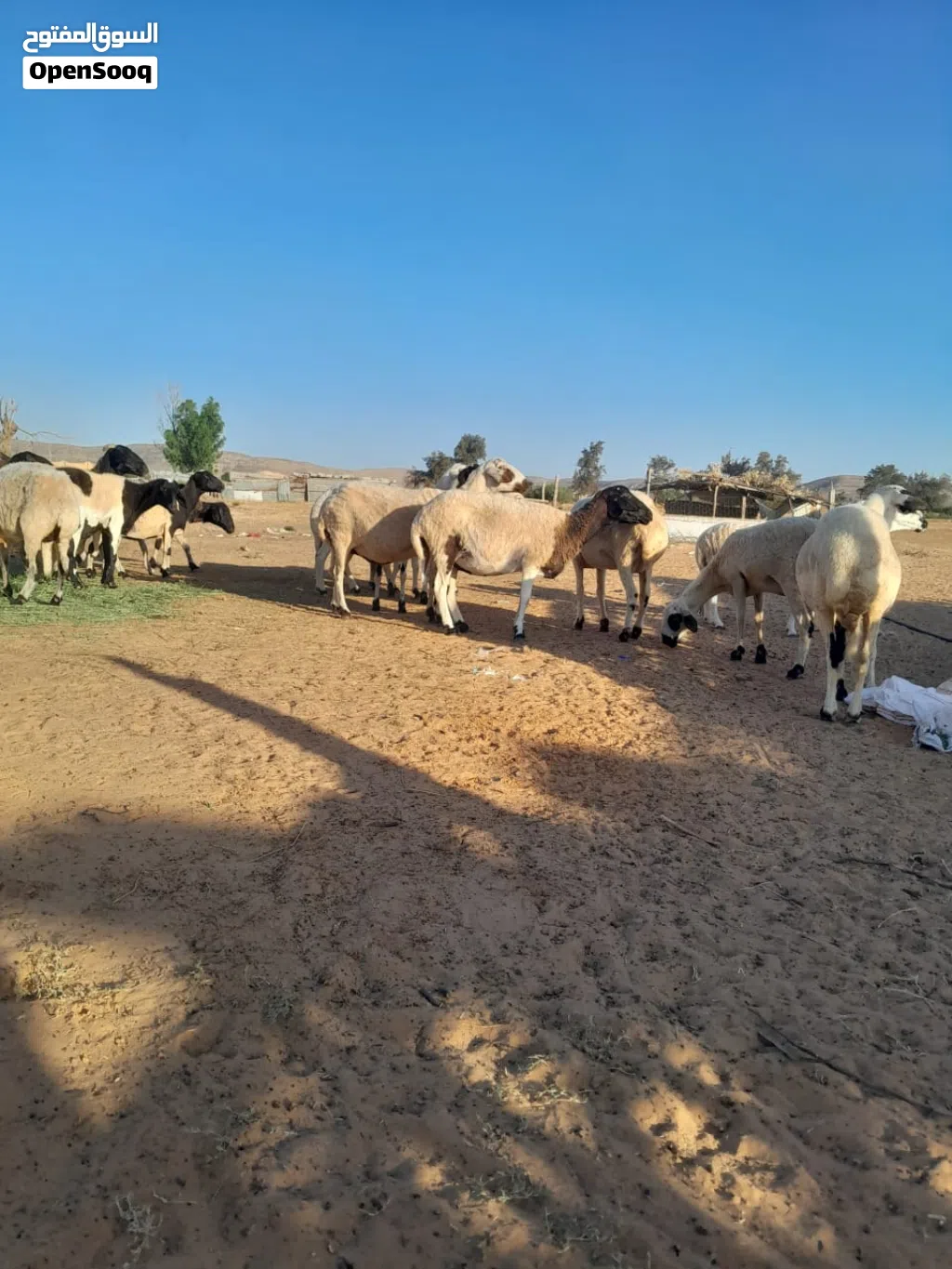 اغنام للبيع العدد 19