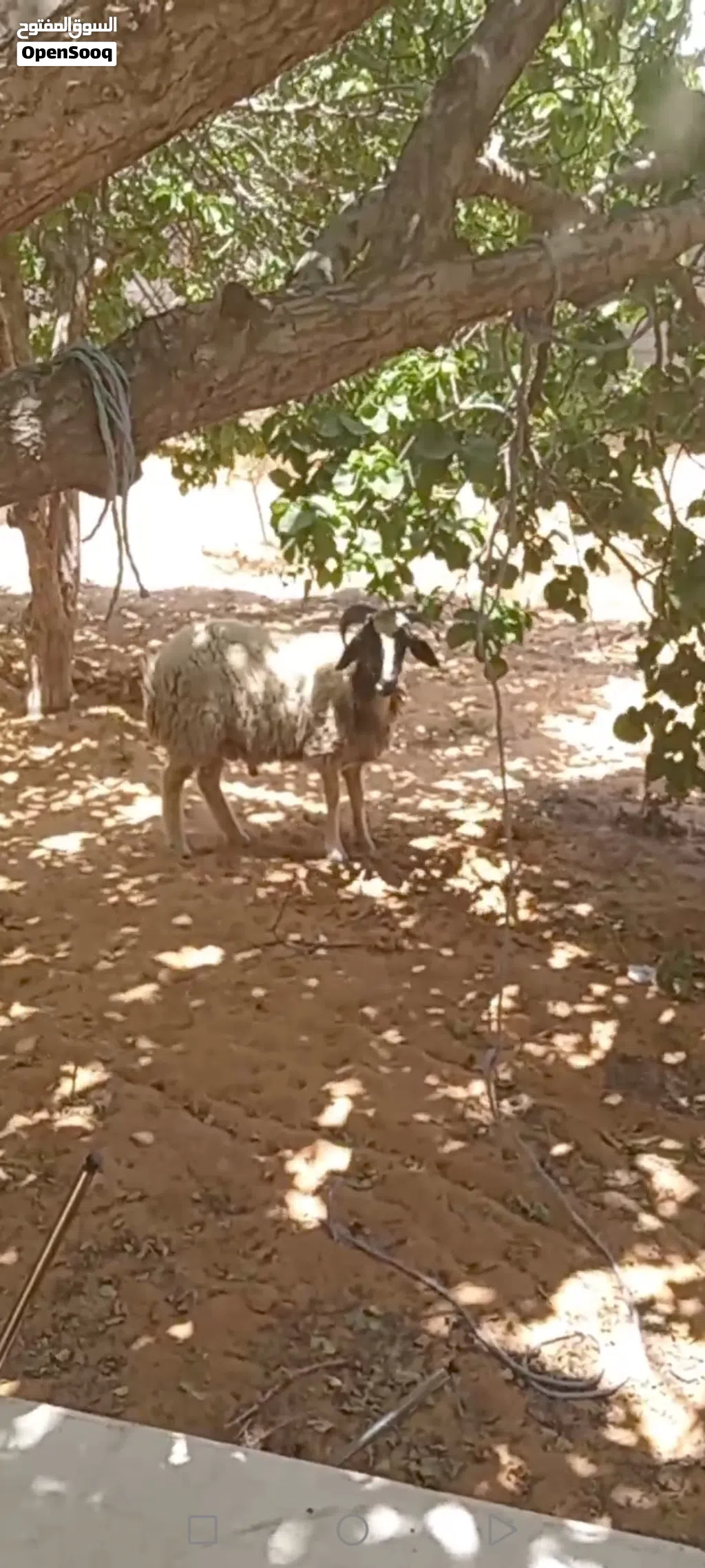 خروف للبيع
