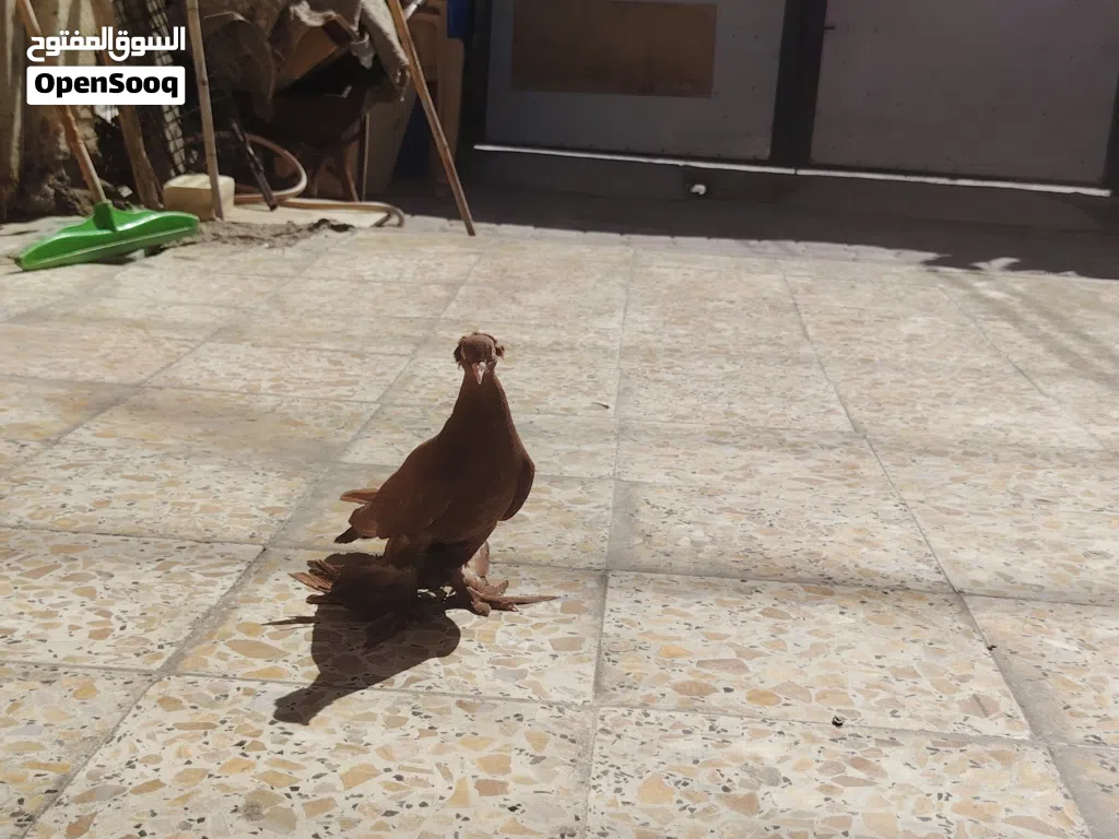 حمام راعبي اصلي احمر خط اول هنة 3