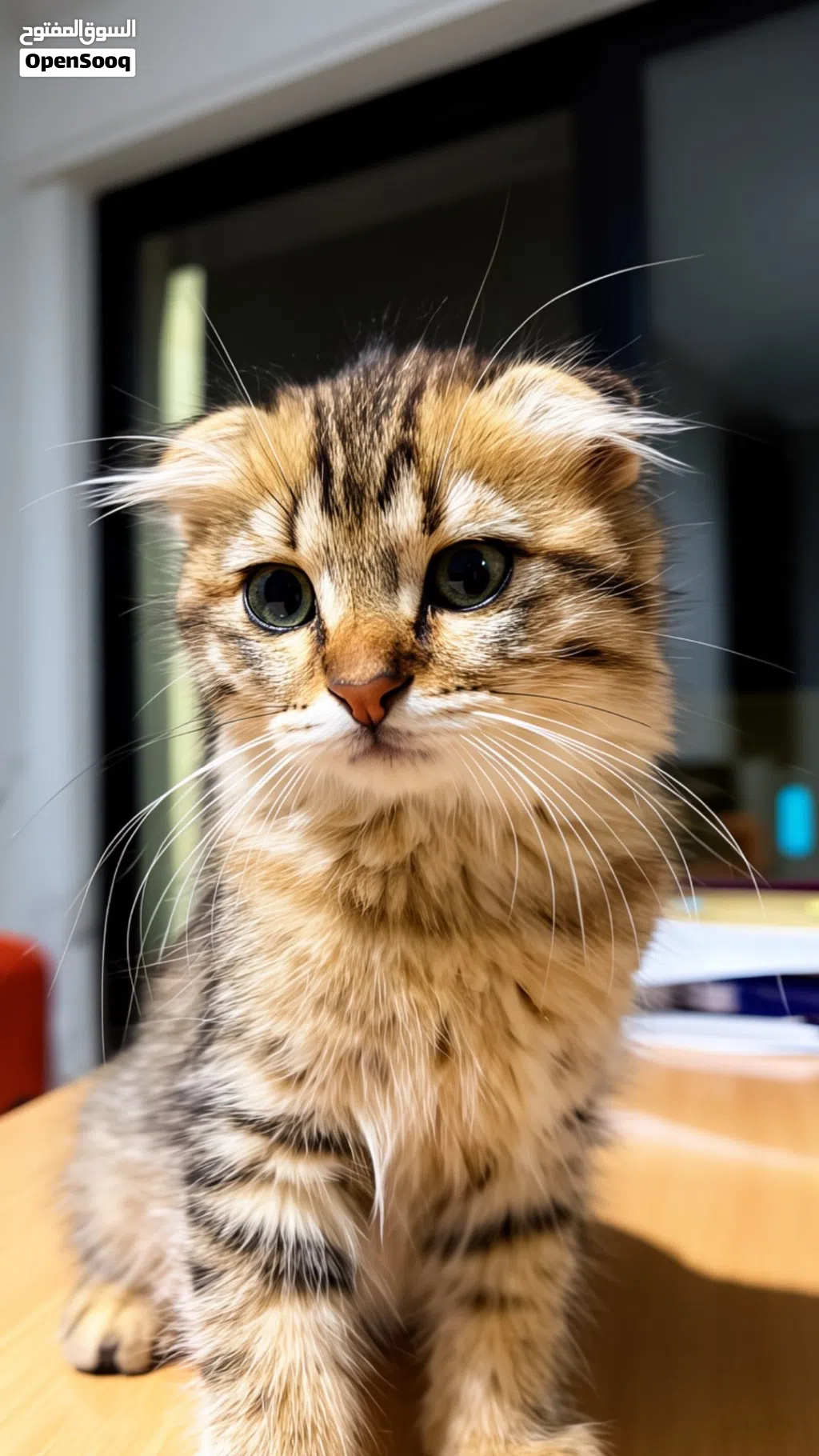 ثلاث بسس شوف اللي يعجبك، مكس Turkish angora + Scottish fold